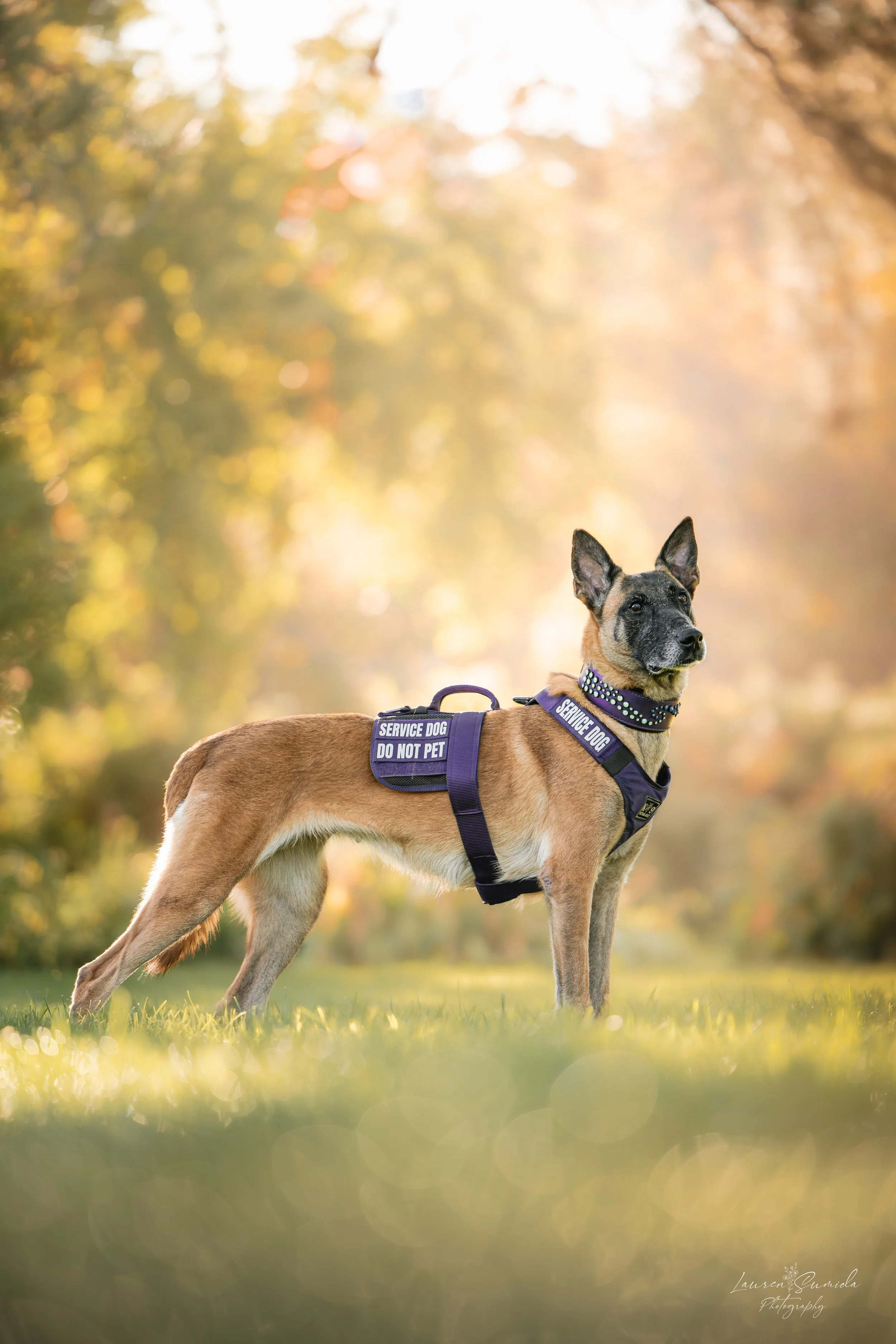 Dorrie | Professional Service Dog  
Dorrie represents the pinnacle of specialized service work within the Wasatch system. As a professional service dog, she demonstrates exceptional environmental stability, focus, and reliability in public access and