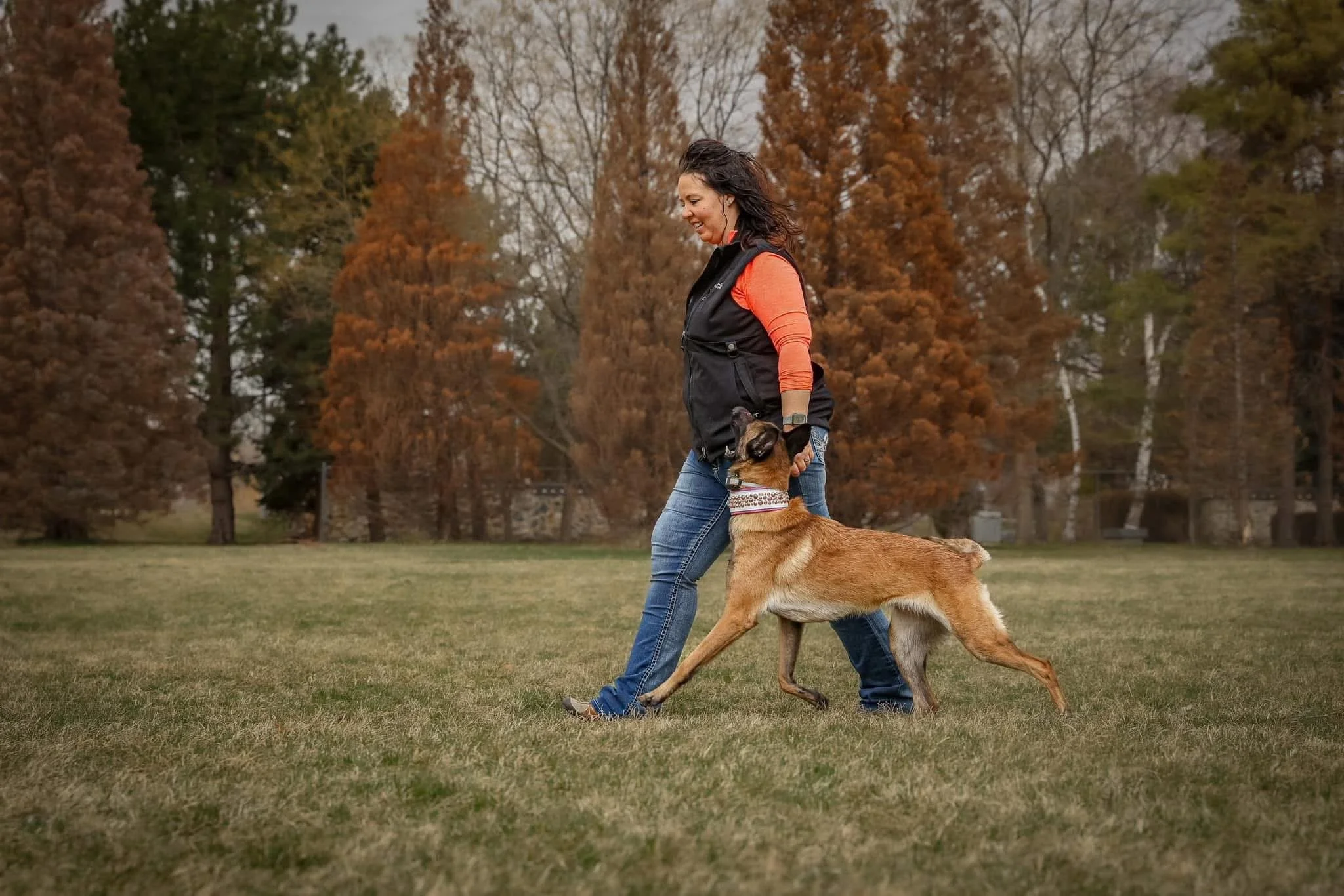 A woman playing with a Belgian Malinois dog in a park with fall foliage.
