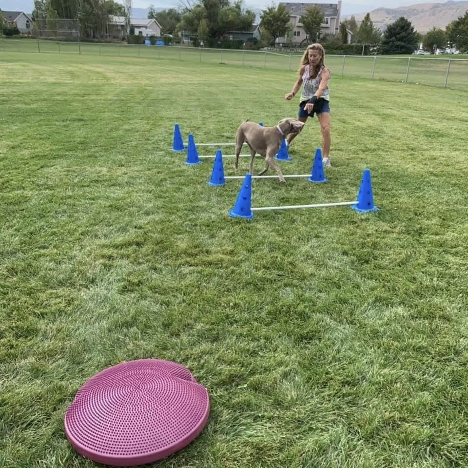 A dog and handler working together through an outdoor agility and hurdle course, representing advanced K9 structural fitness and conditioning to maximize power and longevity.