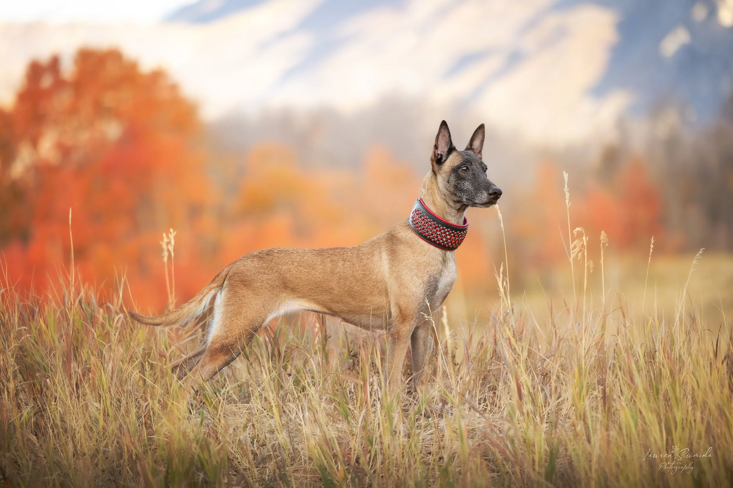 Janka | The Foundational Matriarch  
Janka is the living origin of the standards that define the Wasatch K9 Blueprint. A legendary athlete in her own right, her arrival completed a powerful cycle within the program. Through her lineage — including da