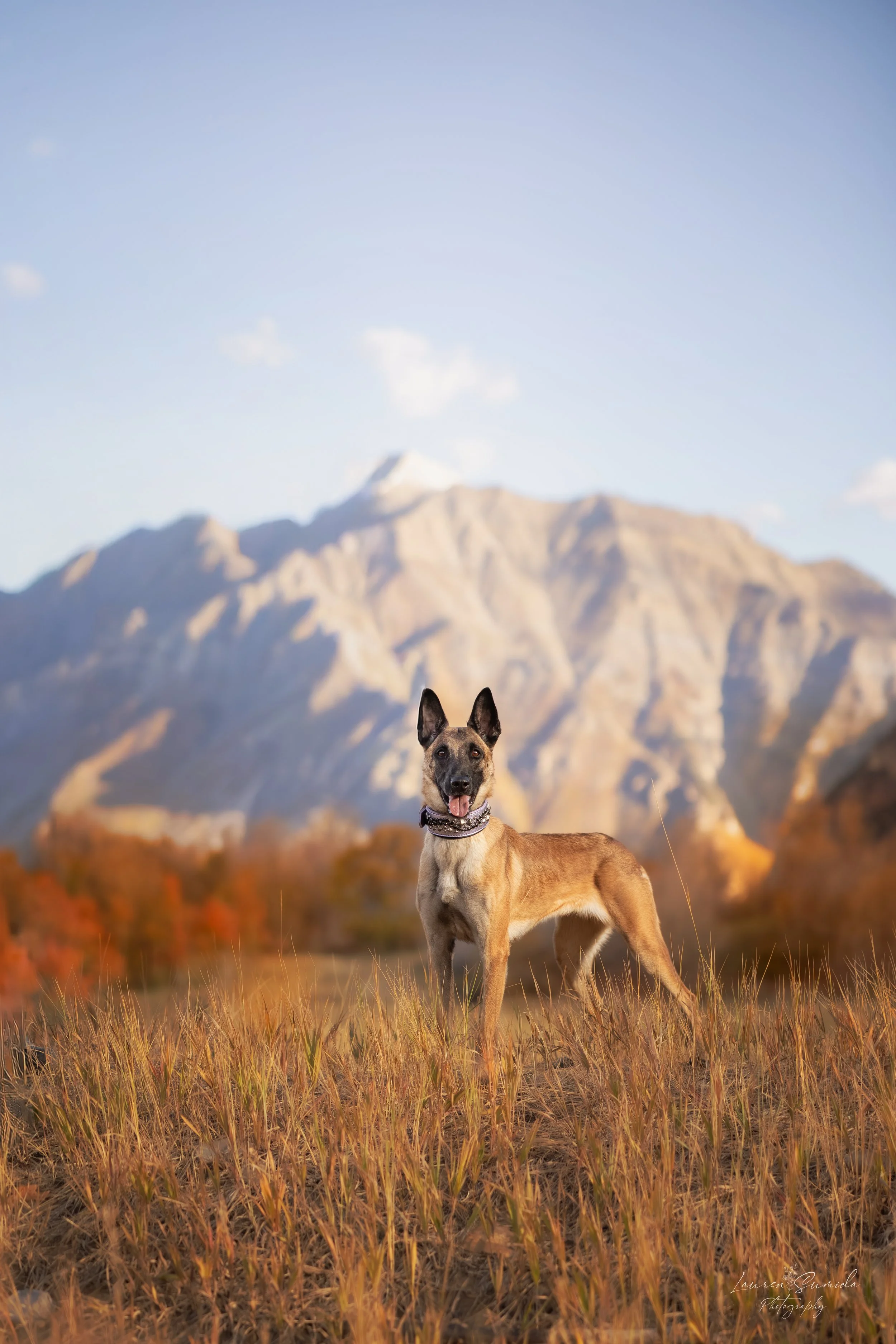 Pandora | Certified Explosives Detection (POST) 
Pandora is a certified explosives detection dog who has validated to Utah POST standards. Early in her development, her speed, clarity, and precision showcase the effectiveness of the 5 Pillars in acti