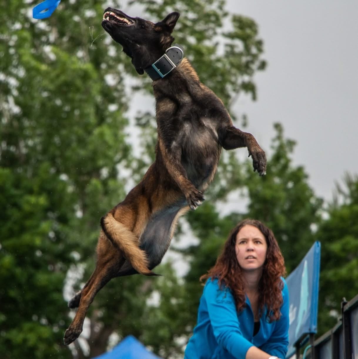 Sky | National Champion 

From rescue to the podium, Sky is a National Champion whose journey exemplifies the power of the Wasatch K9 Blueprint. With exceptional drive and athleticism, she demonstrates how precise structure and intentional developmen