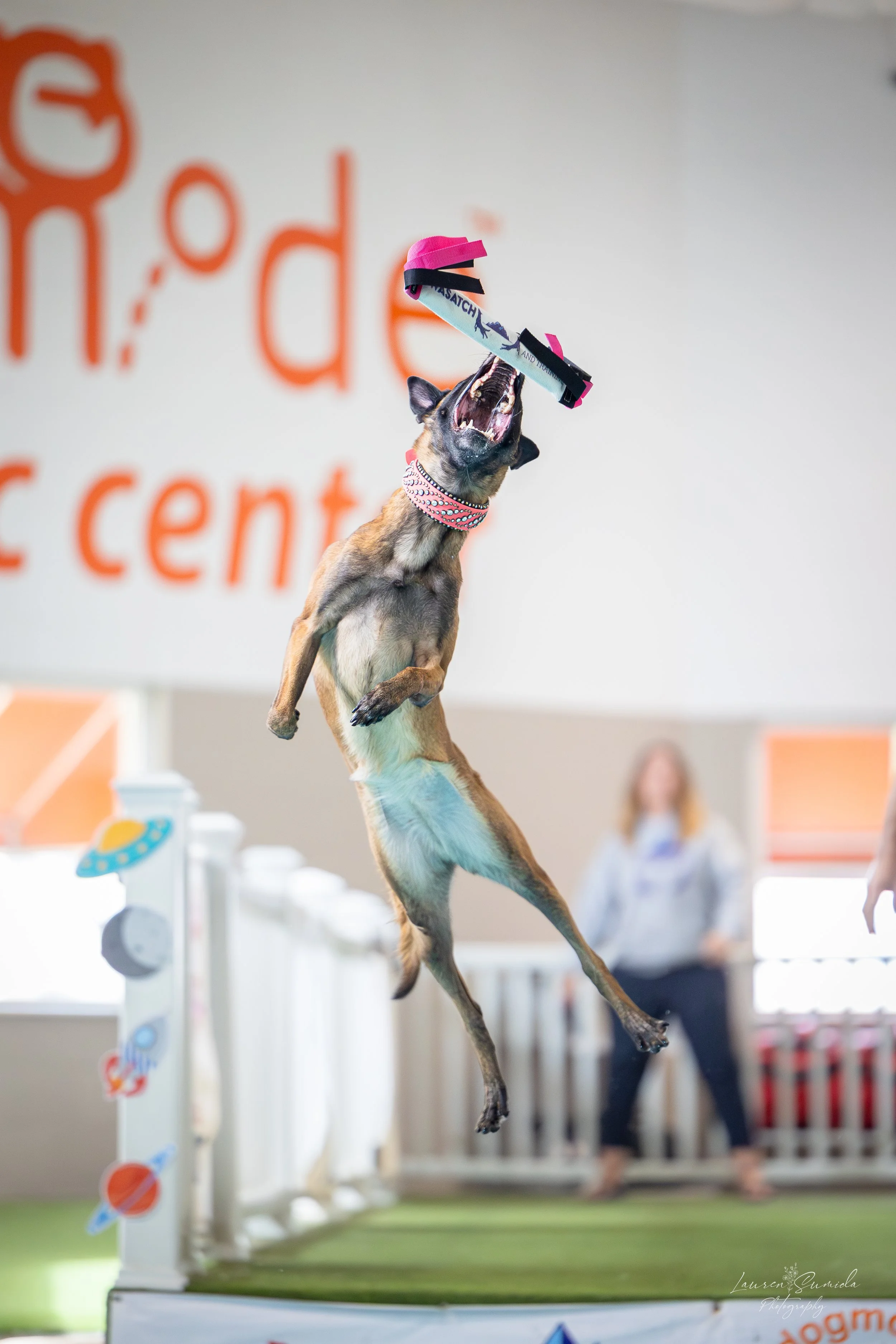 An athletic dog captured in mid-air during a technical dock diving leap, showcasing advanced aquatic instruction designed for building championship-caliber athletes.
