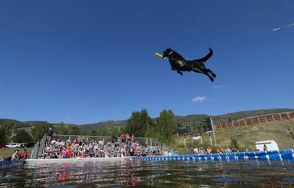 Award-winning action shot of Herky, the original foundation dog of Wasatch K9 and winner of the Deseret News 'Picture of the Year,' representing the high-drive standard that started the company legacy.