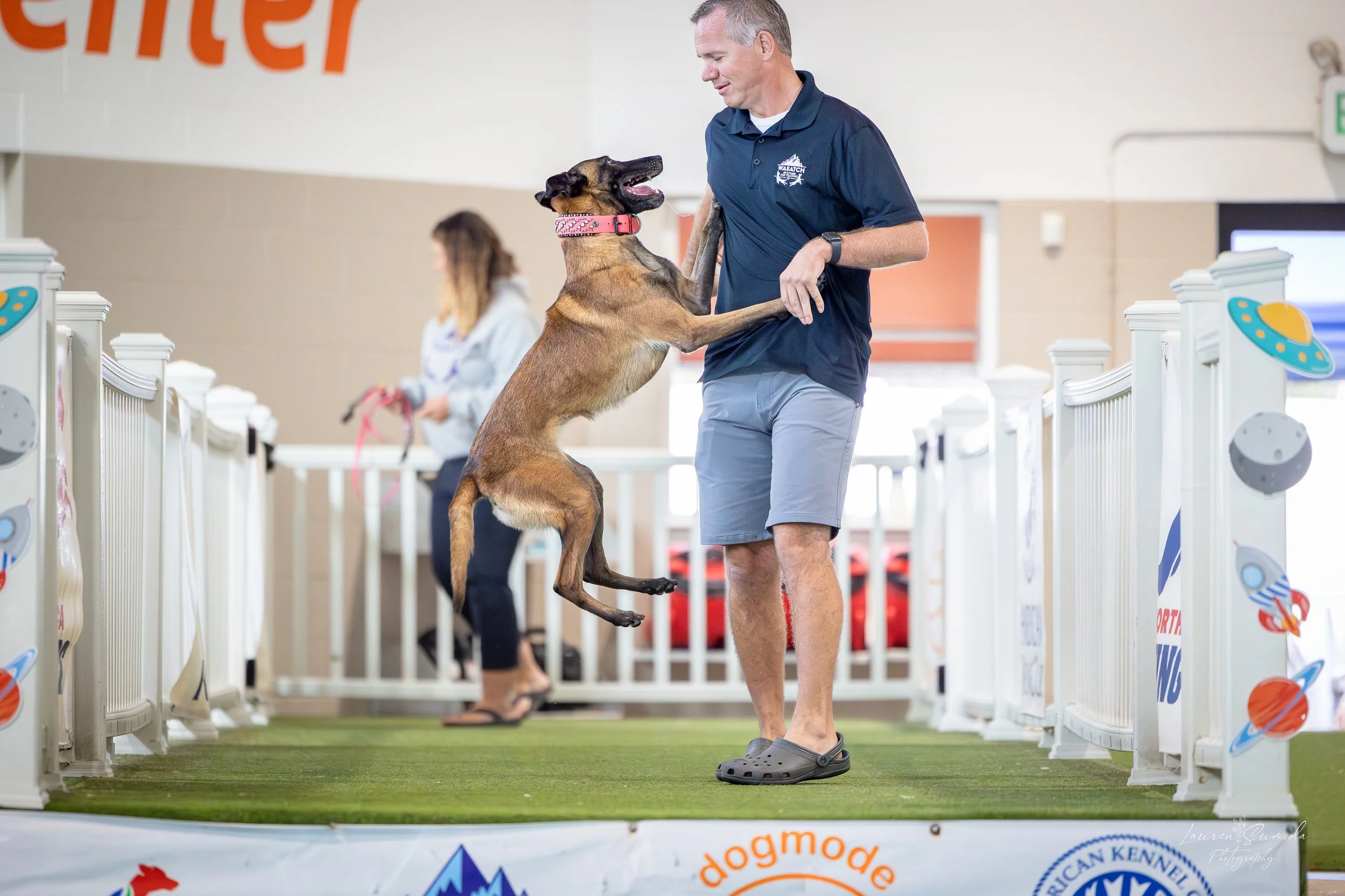 A man in a navy polo shirt and gray shorts training a Belgian Malinois puppy in an indoor dog training facility. The puppy is jumping and interacting with the man, who is holding the puppy's front paws. A woman can be seen in the background, also holding a pink leash, with a safety barrier and space-themed decorations around.