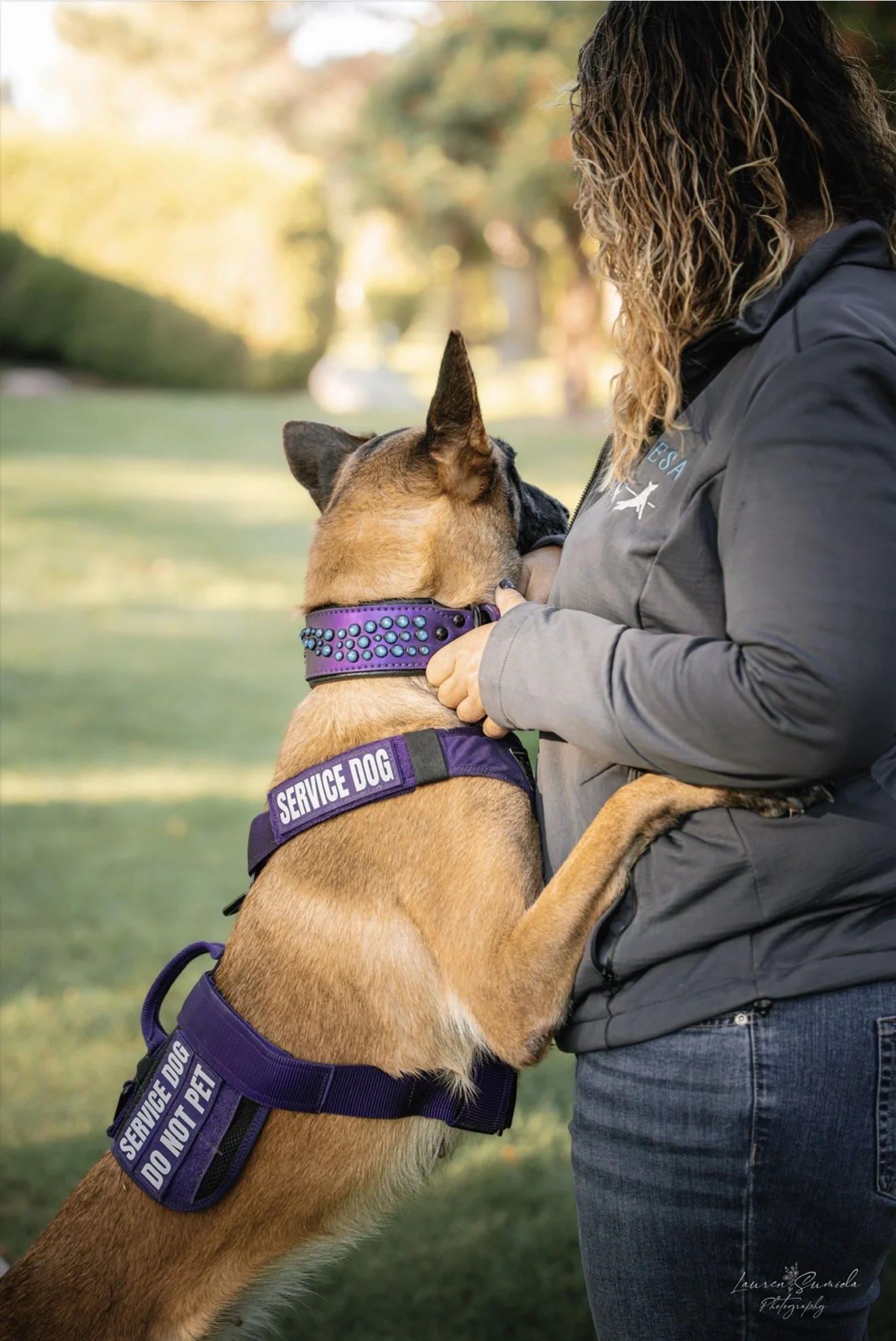 A service dog in a harness performing a focused alert for its handler, showcasing the nearly 20 years of expertise used to build life-saving partnerships and unwavering reliability.