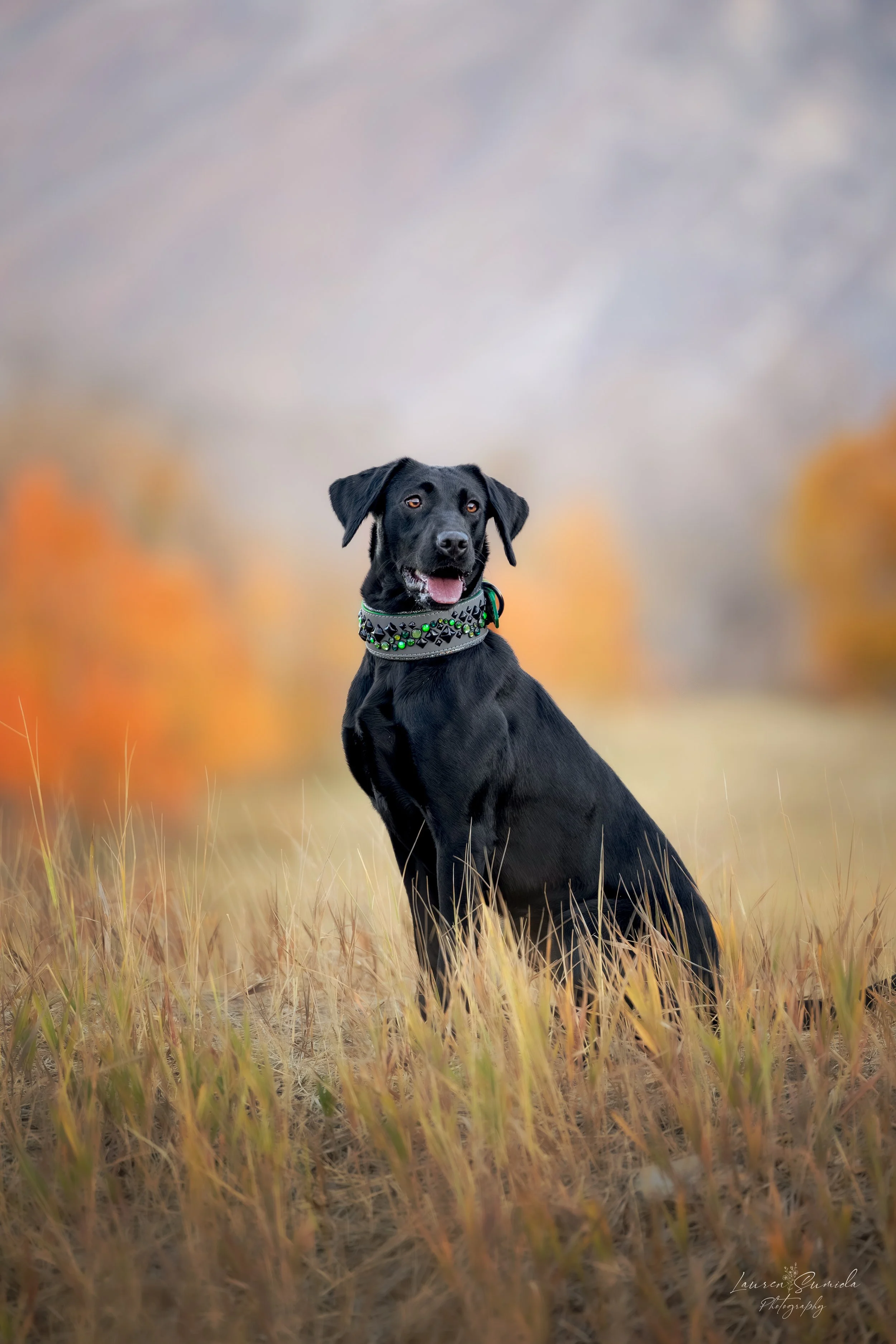 Kida | Firearms Detection & Apex Prospect  
The newest recruit to the team, Kida is an up-and-coming Labrador being developed through the Wasatch K9 Blueprint for firearms detection and Apex Academy athletics. Early in her progression, she already de