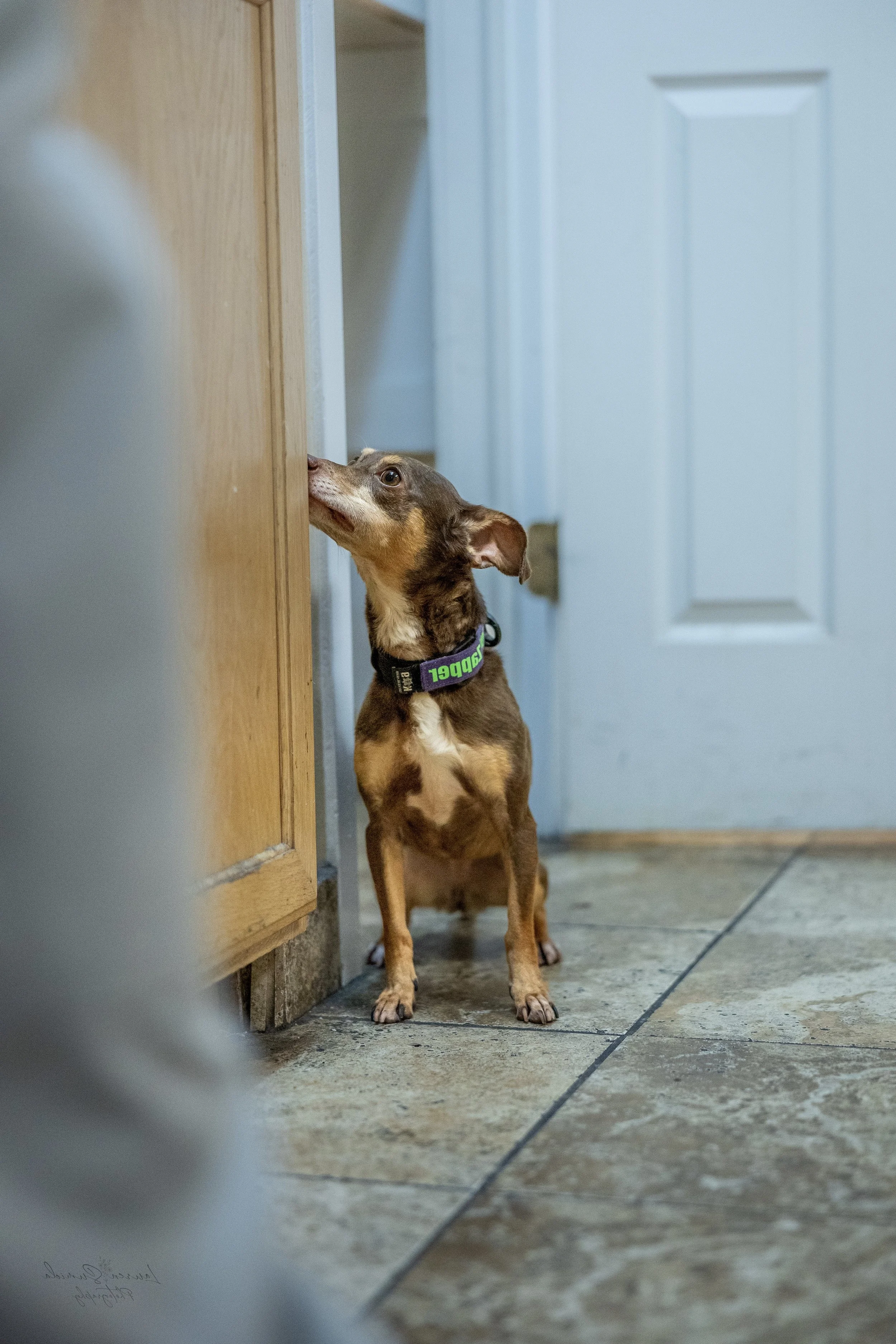 A dog focused intensely on a detection task at a doorway, illustrating elite-level detection protocols built for real-world mental focus and tactical precision.