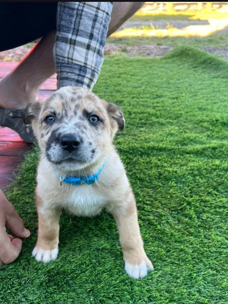 Speckled Blue Collar.jpeg