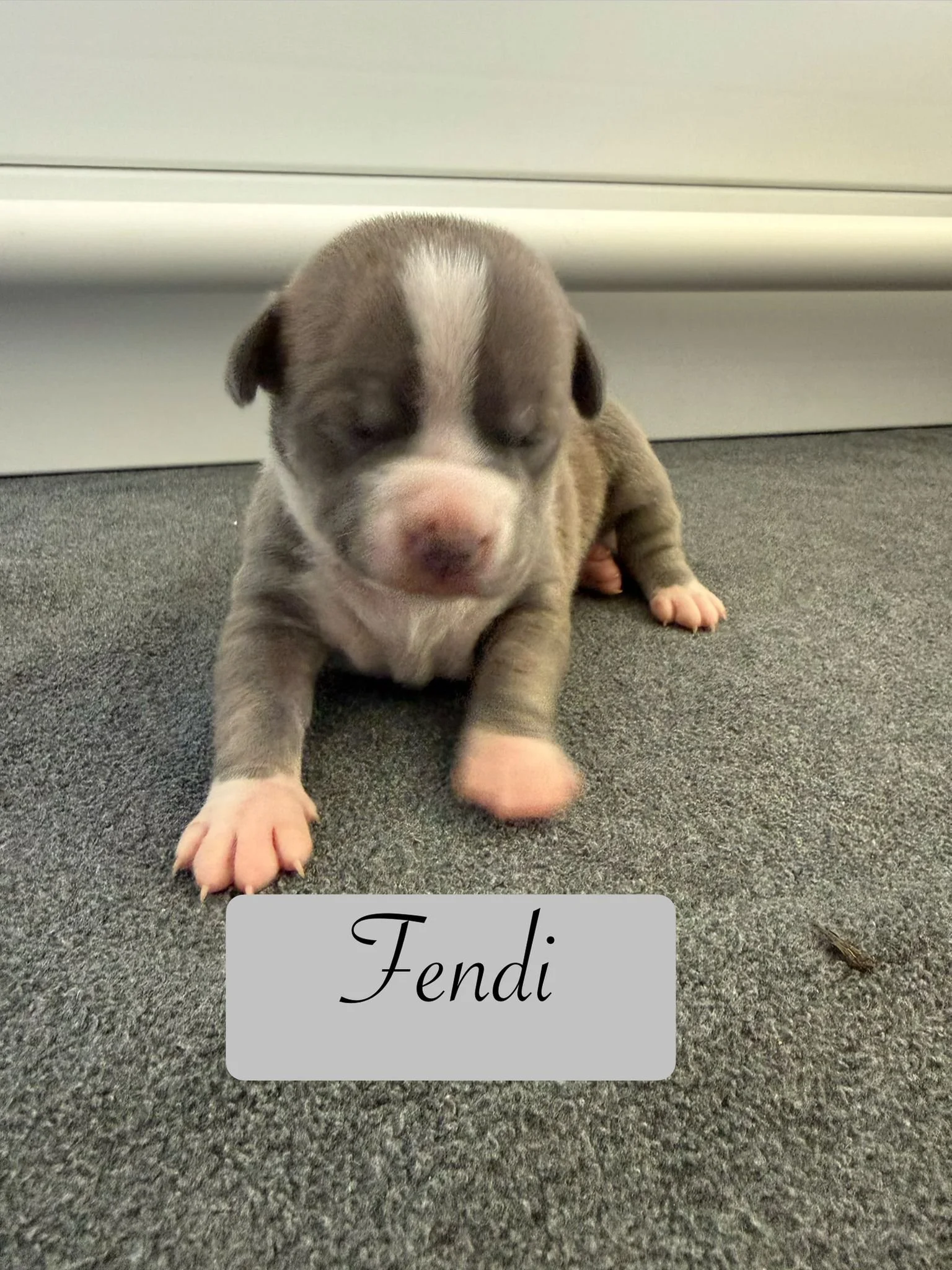 Fendi.jpg
