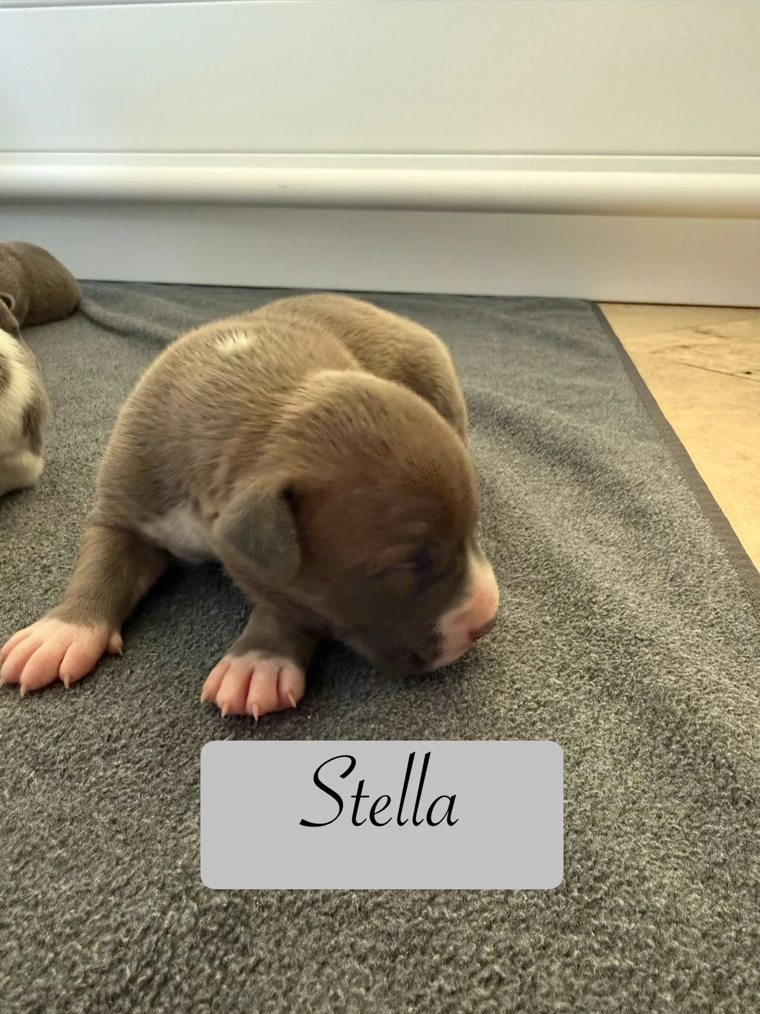 Stella.jpg