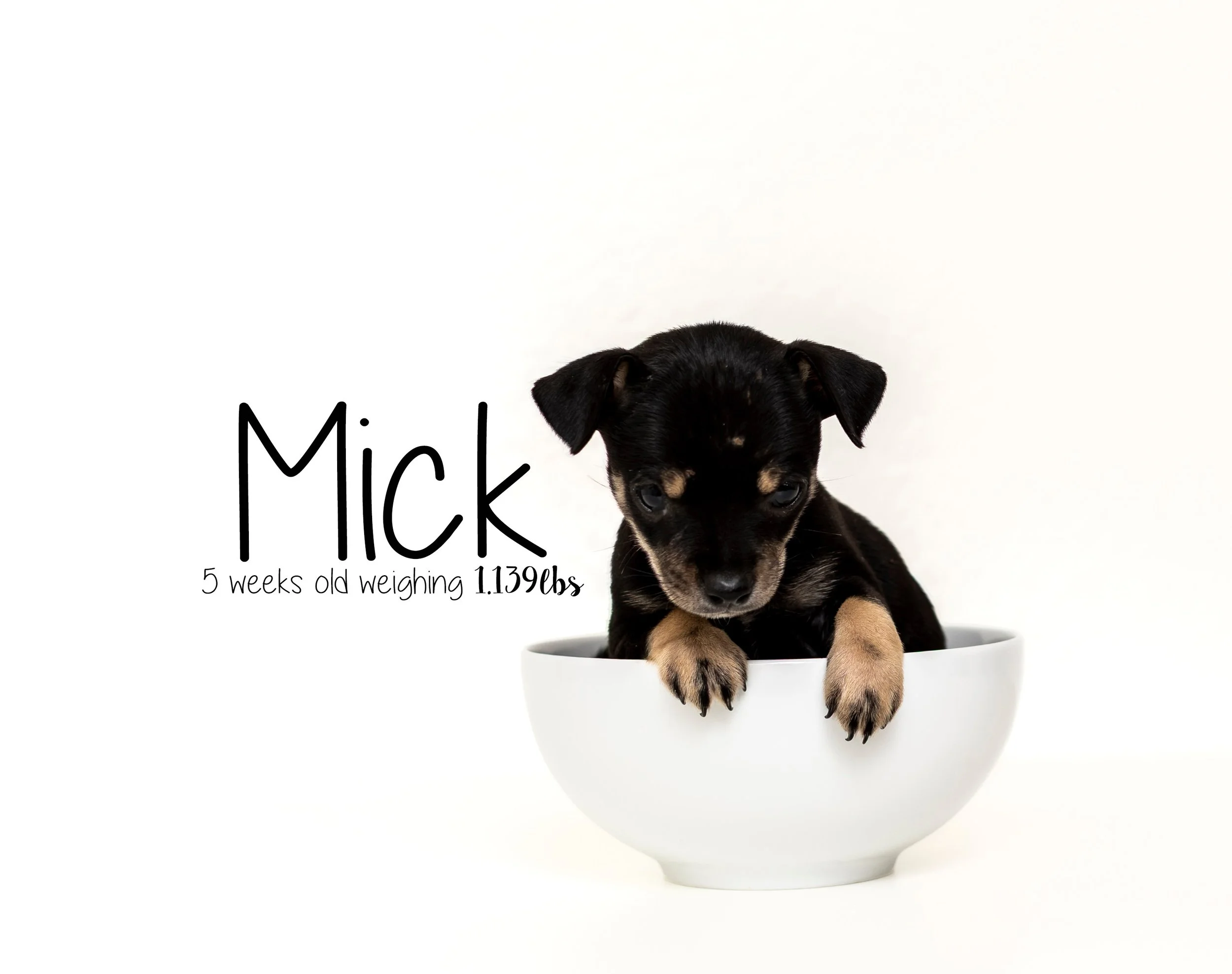 Mick.jpg
