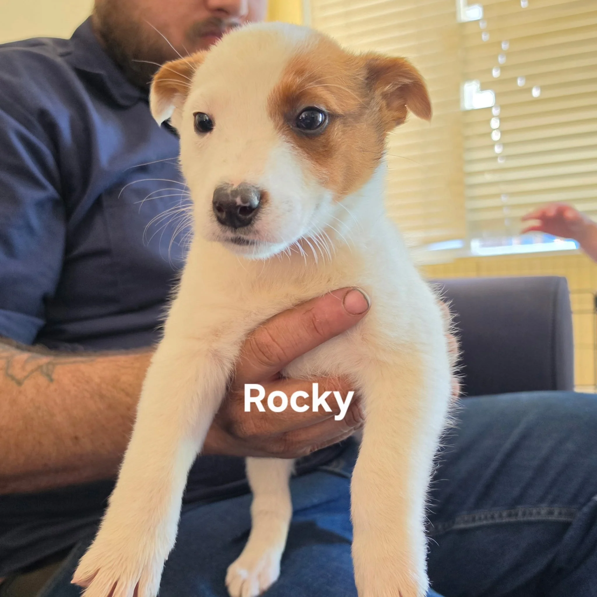 Rocky.jpg