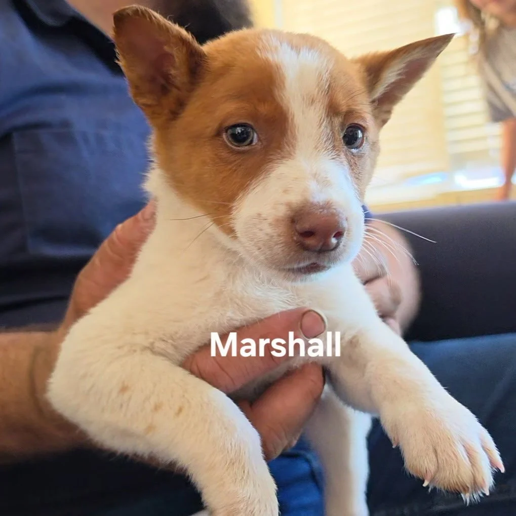 Marshall.jpg