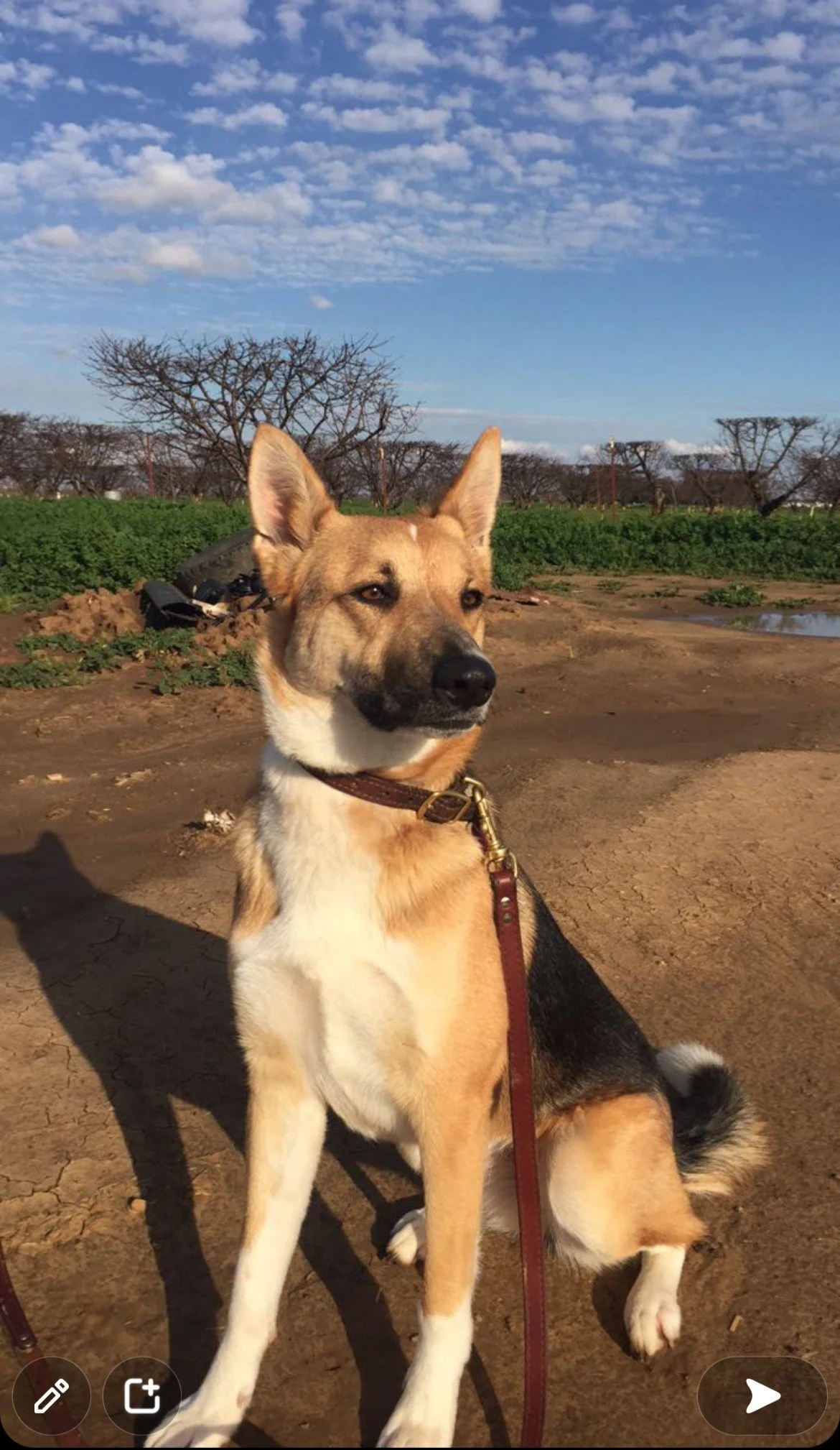 A dog sitting outdoors on dirt with a green field and leafless trees in the background under a partly cloudy sky.