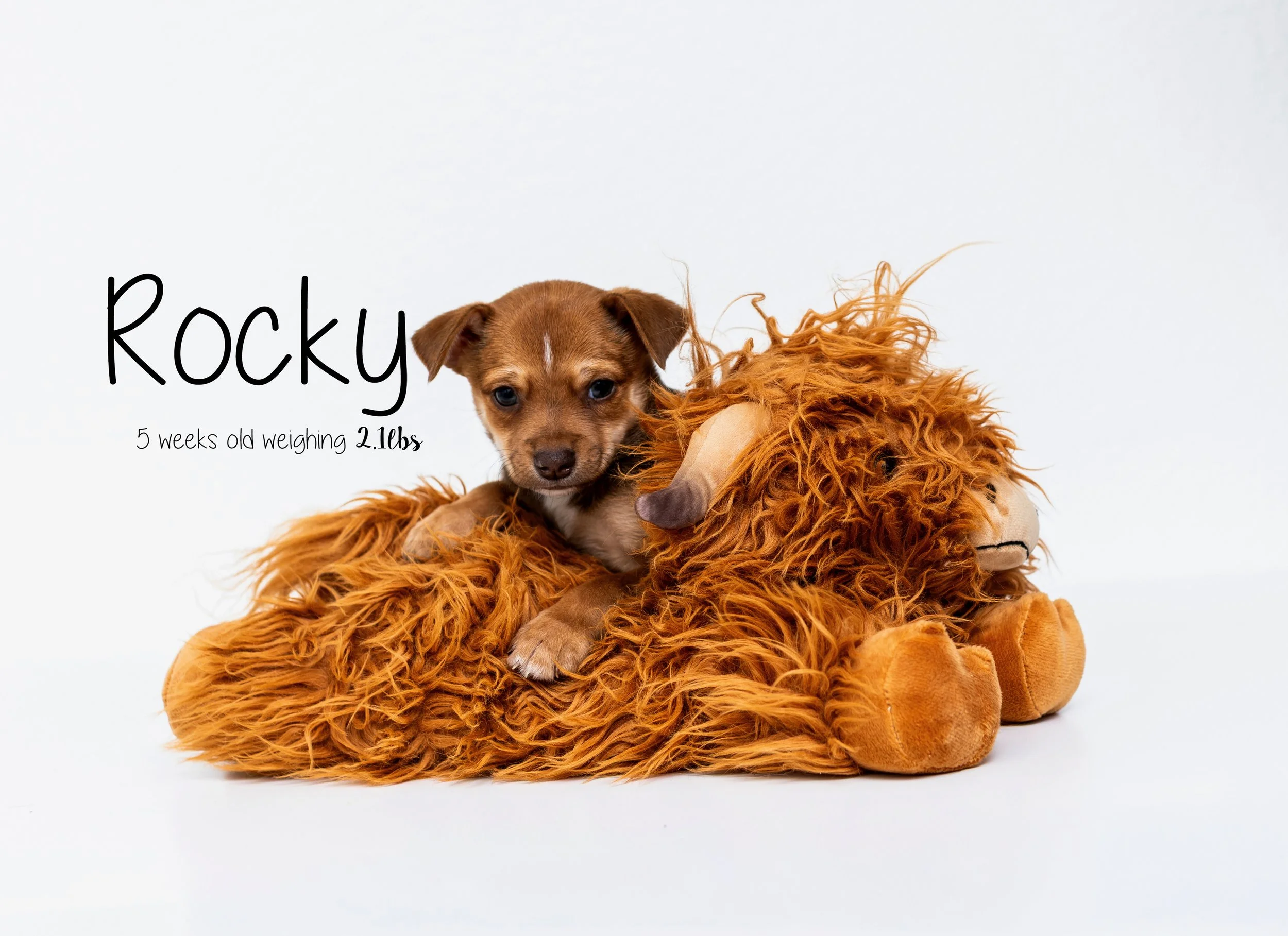Rocky.jpg