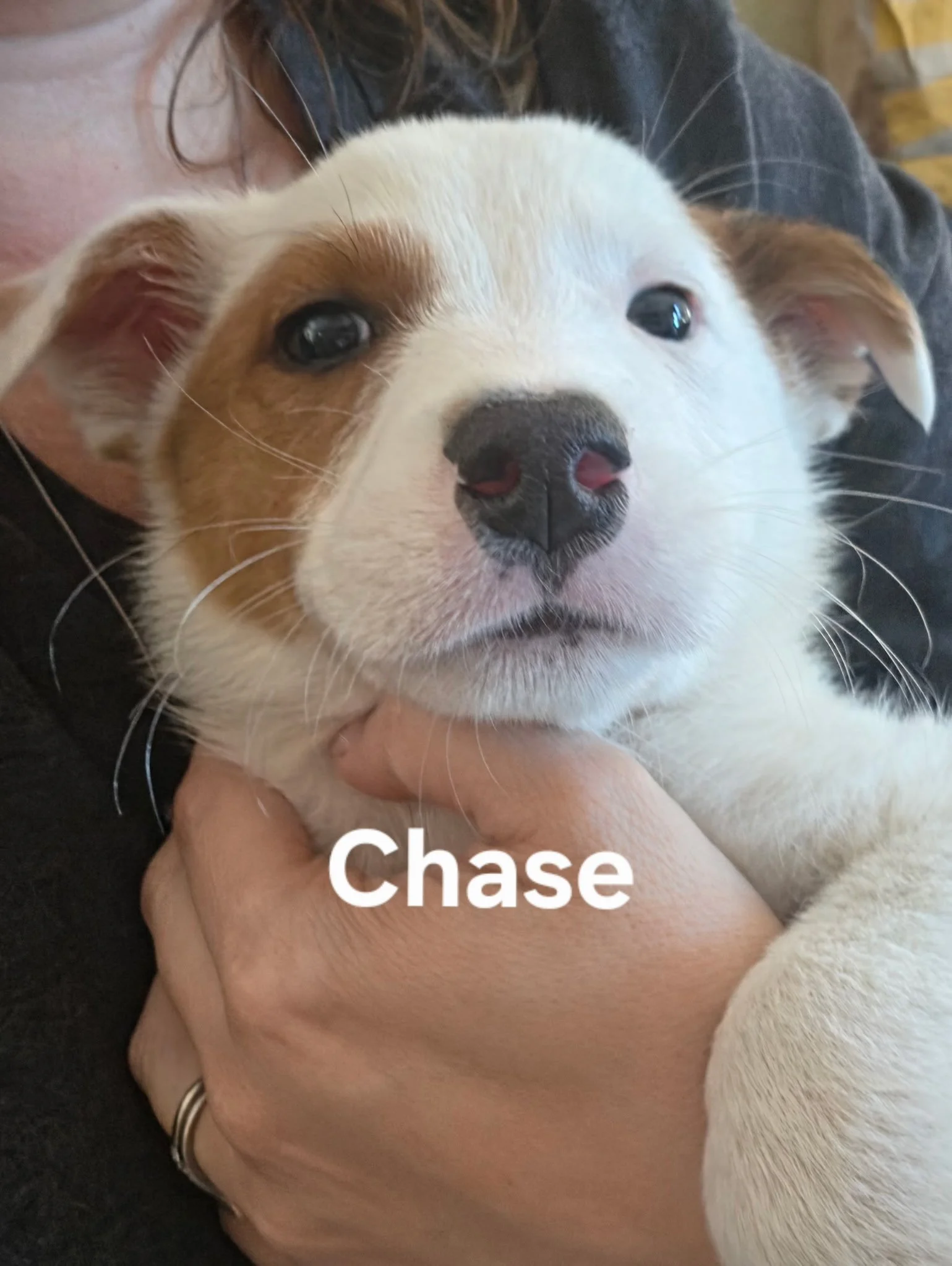 Chase.jpg