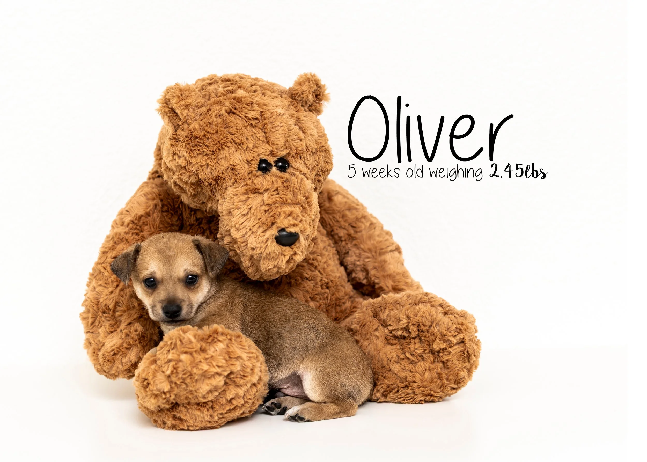 Oliver.jpg