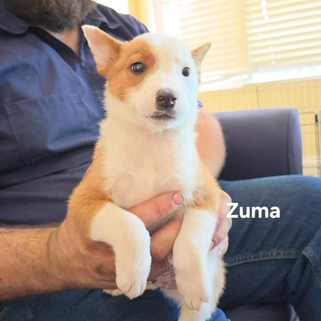 Zuma.jpg