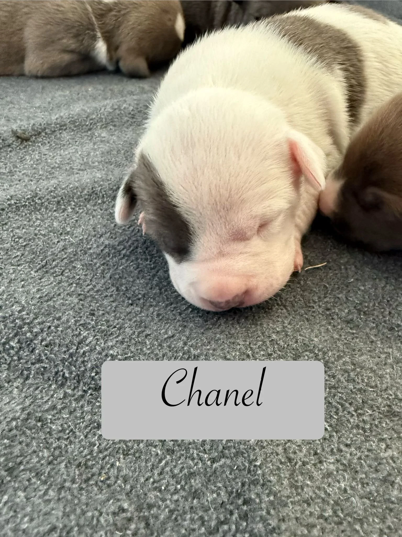 Chanel.jpg