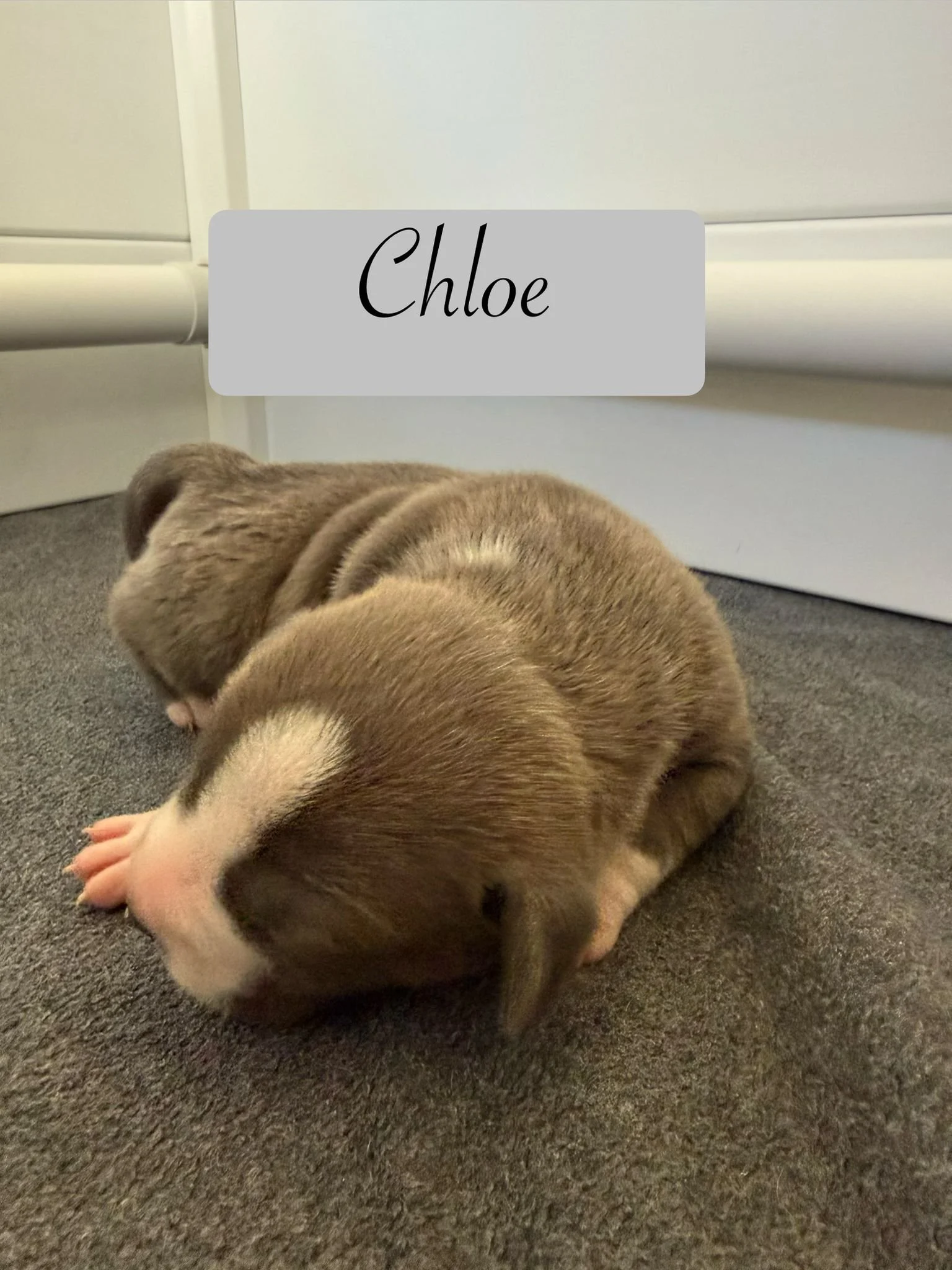 Chloe.jpg