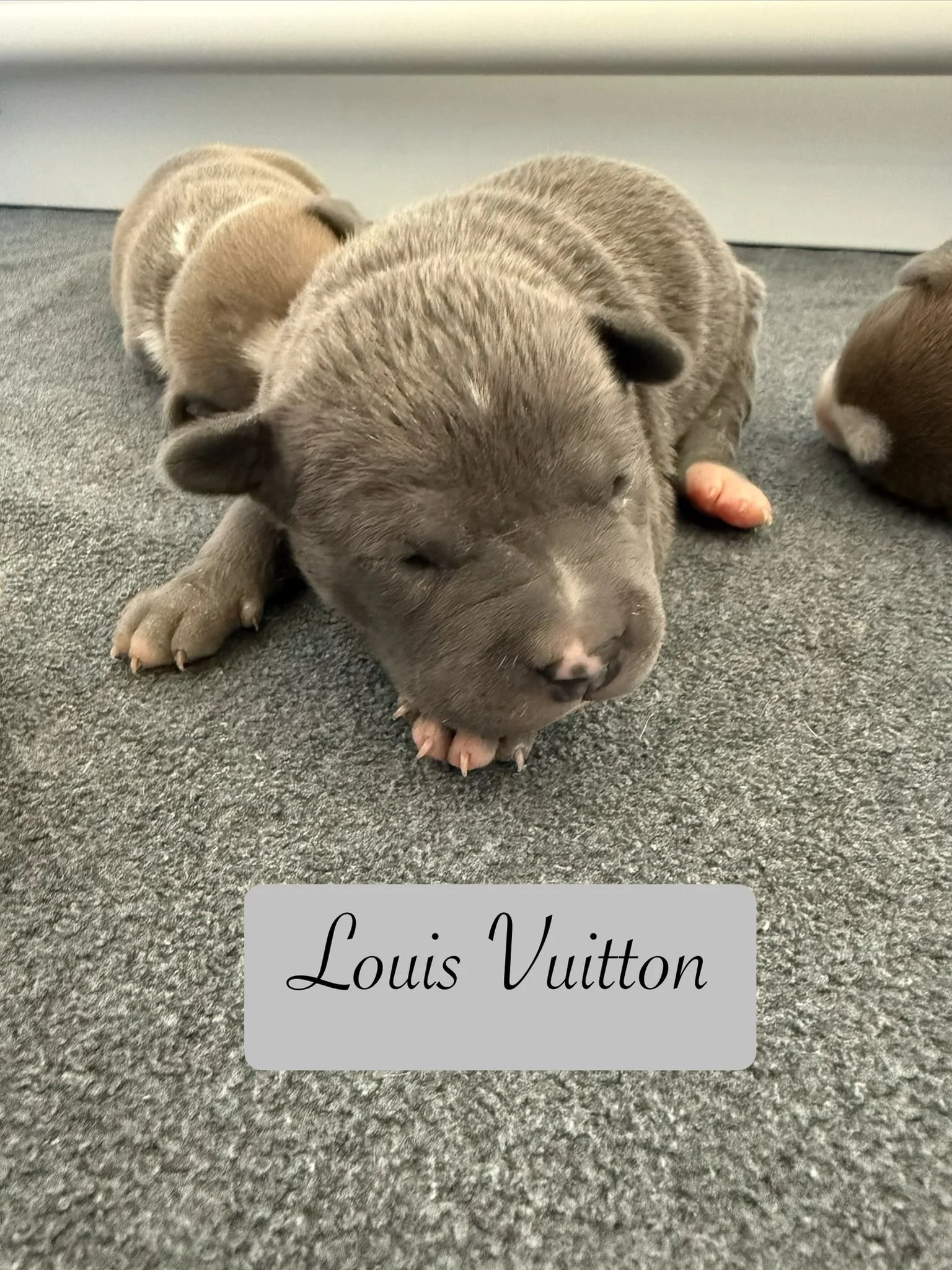 Louis Vuitton.jpg