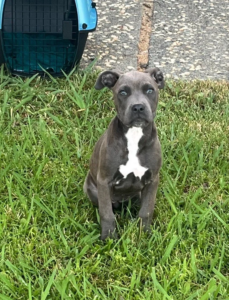 Pitty.jpg