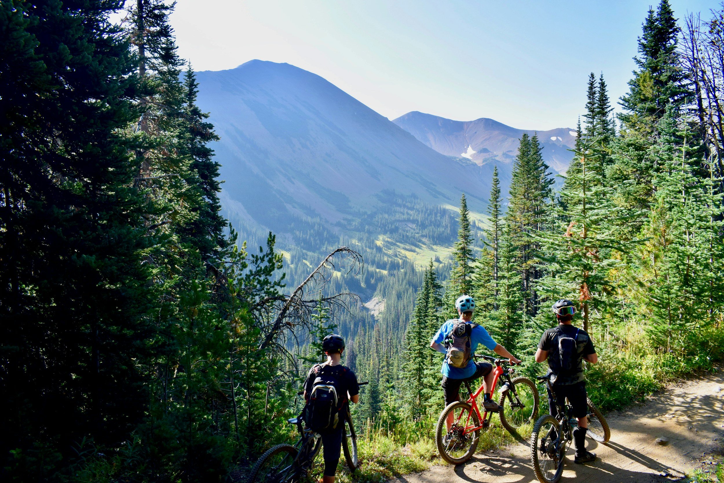 A group of mountain bikers riding on a dirt trail surrounded by tall green pine trees, with mountains in the background and a clear blue sky.