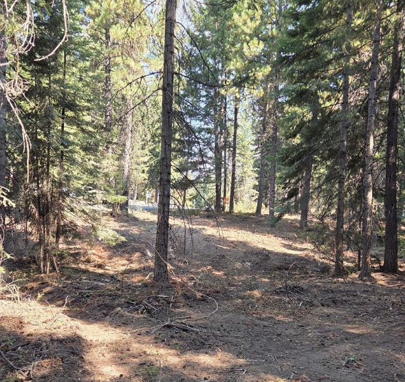 A woodland trail surrounded by tall pine trees with sunlight filtering through the branches.