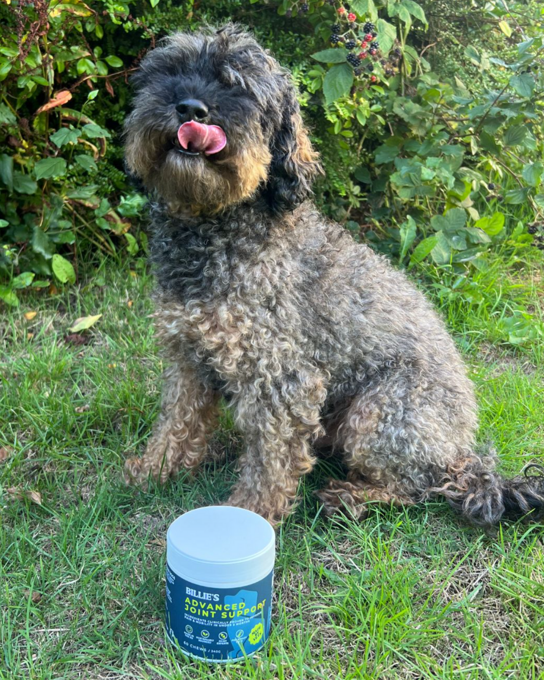 dog pot 5.png