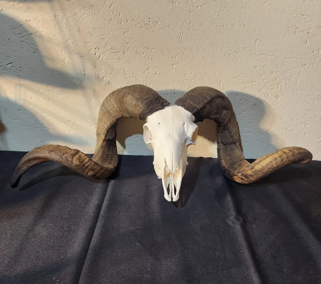 Bovine, Sheep & Goats