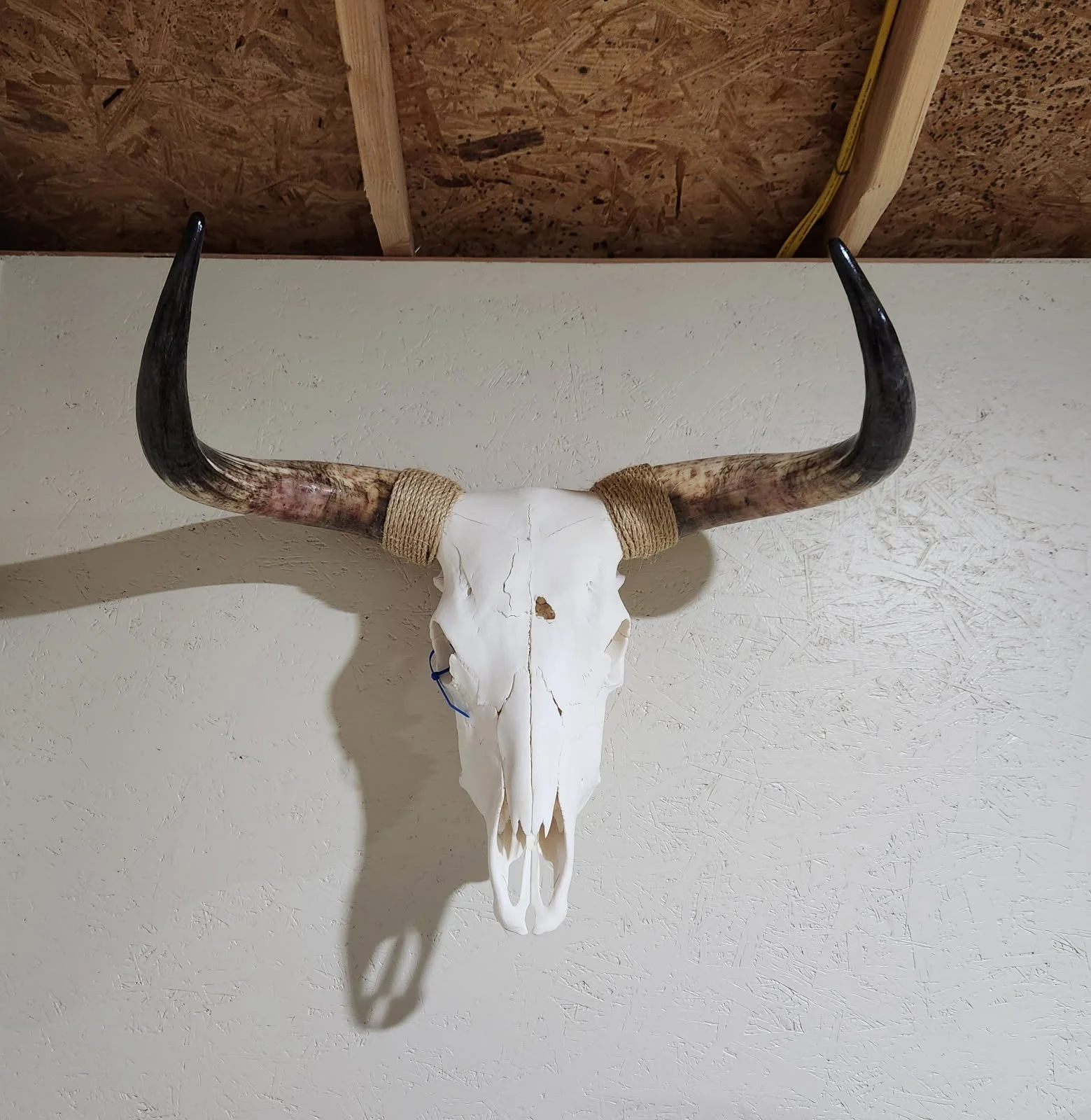 A mounted animal skull with large, curved horns wrapped with twine, hanging on a white wall with a textured finish, in a room with a wooden ceiling.