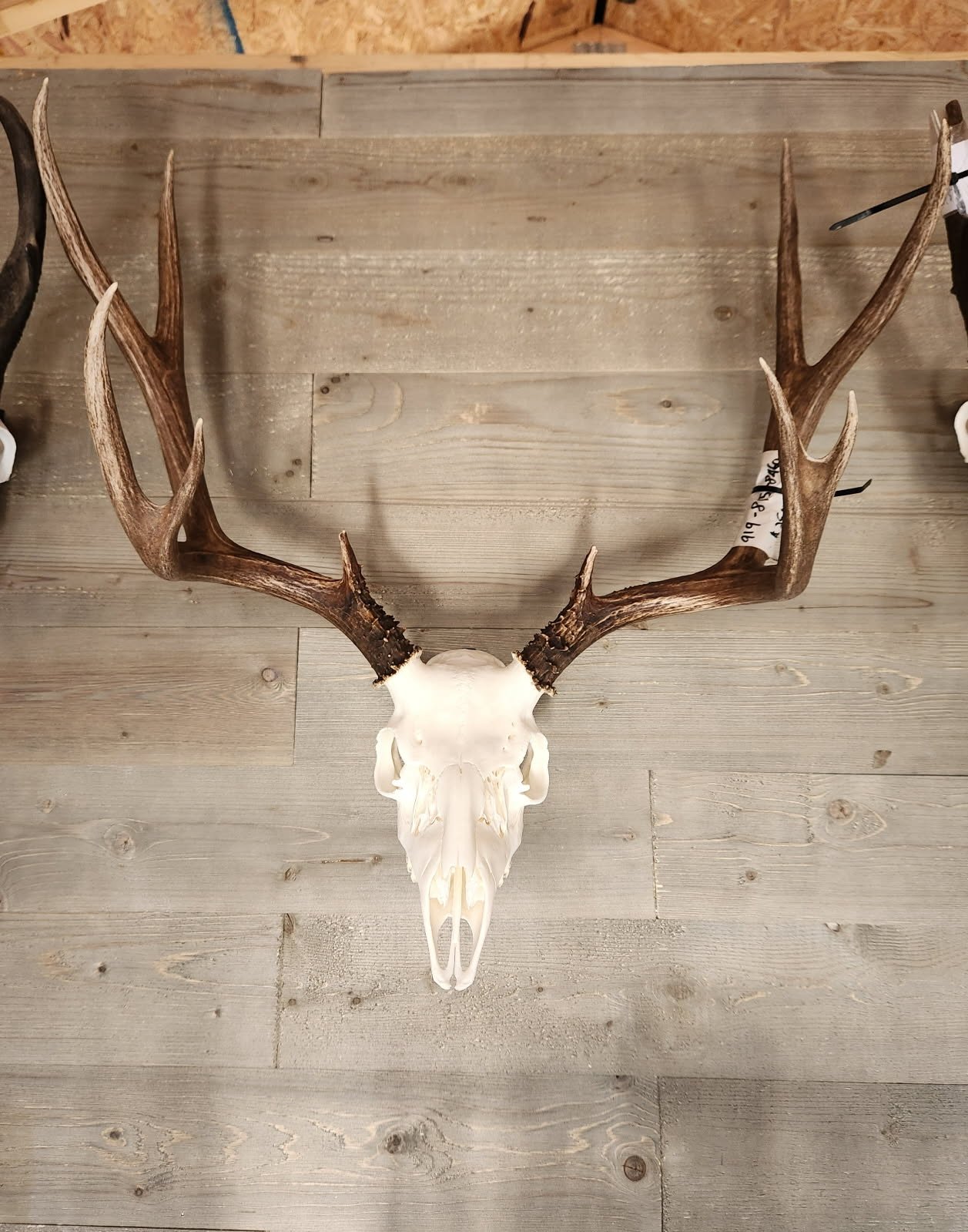 Antlered animal skull mounted on a wooden wall.