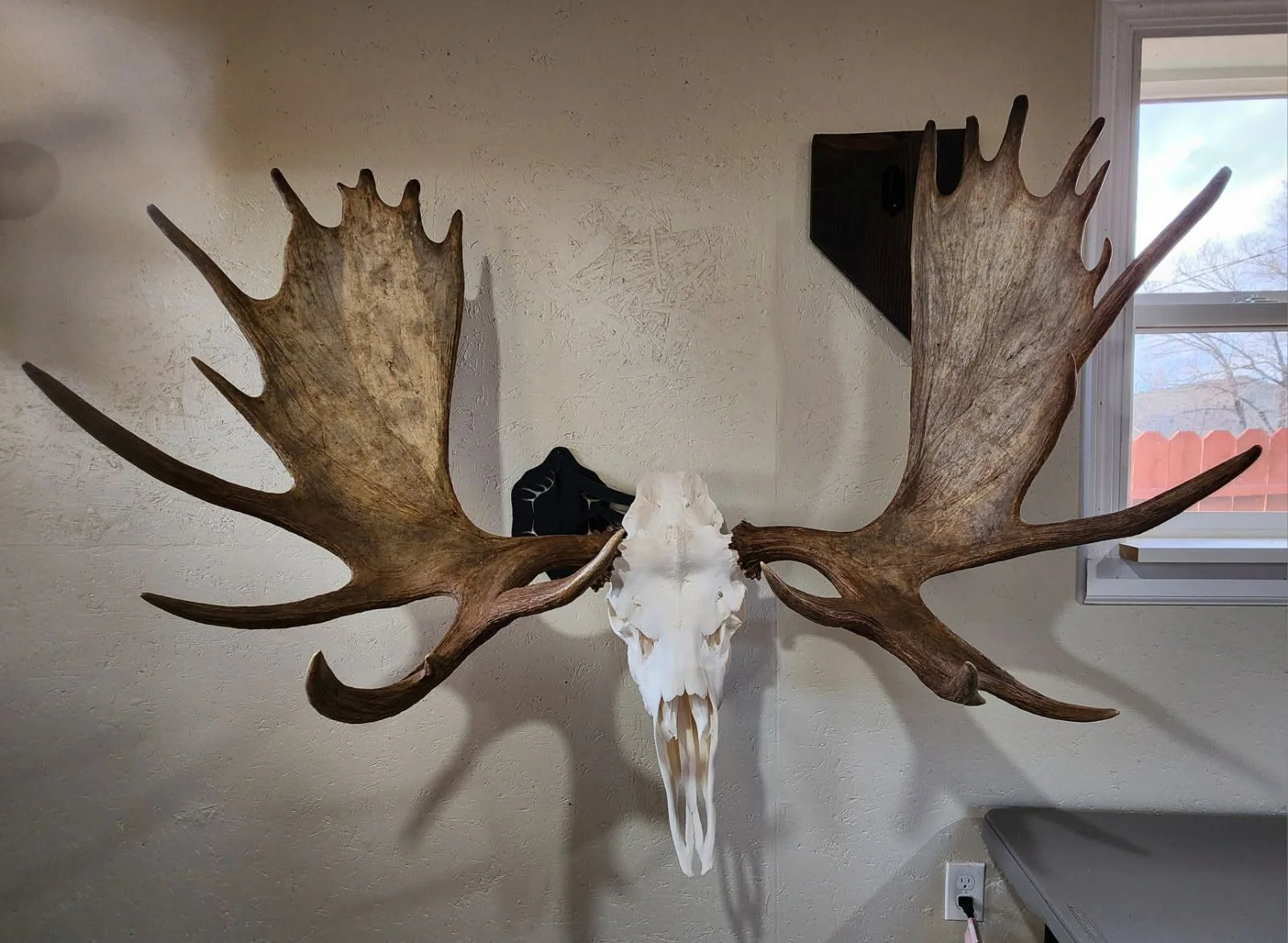 Mounted moose skull with large antlers on a textured beige wall, with a window to the right showing sky and trees.