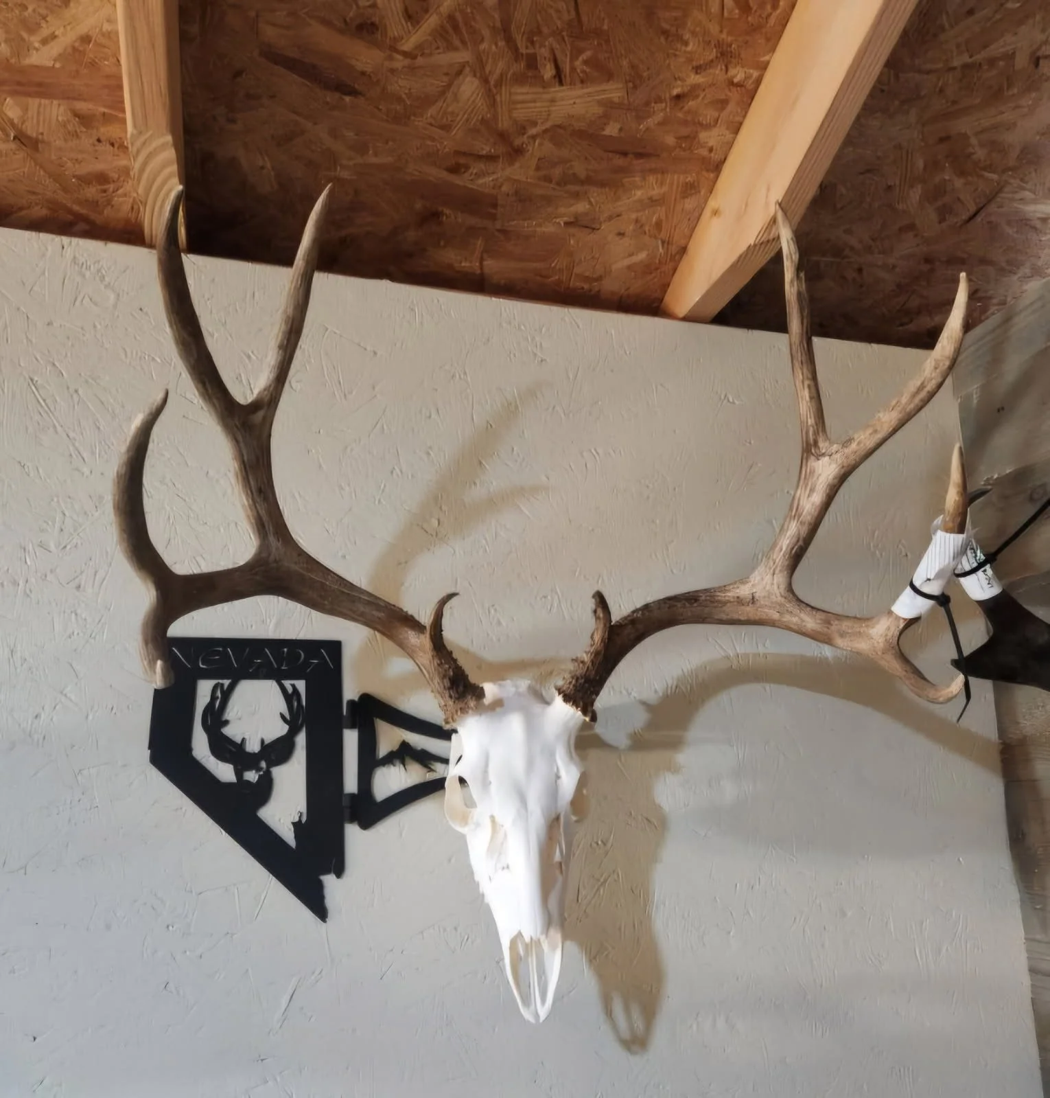 Animal skull with antlers mounted on a wall, with a black decorative metal frame themed around deer or wildlife.