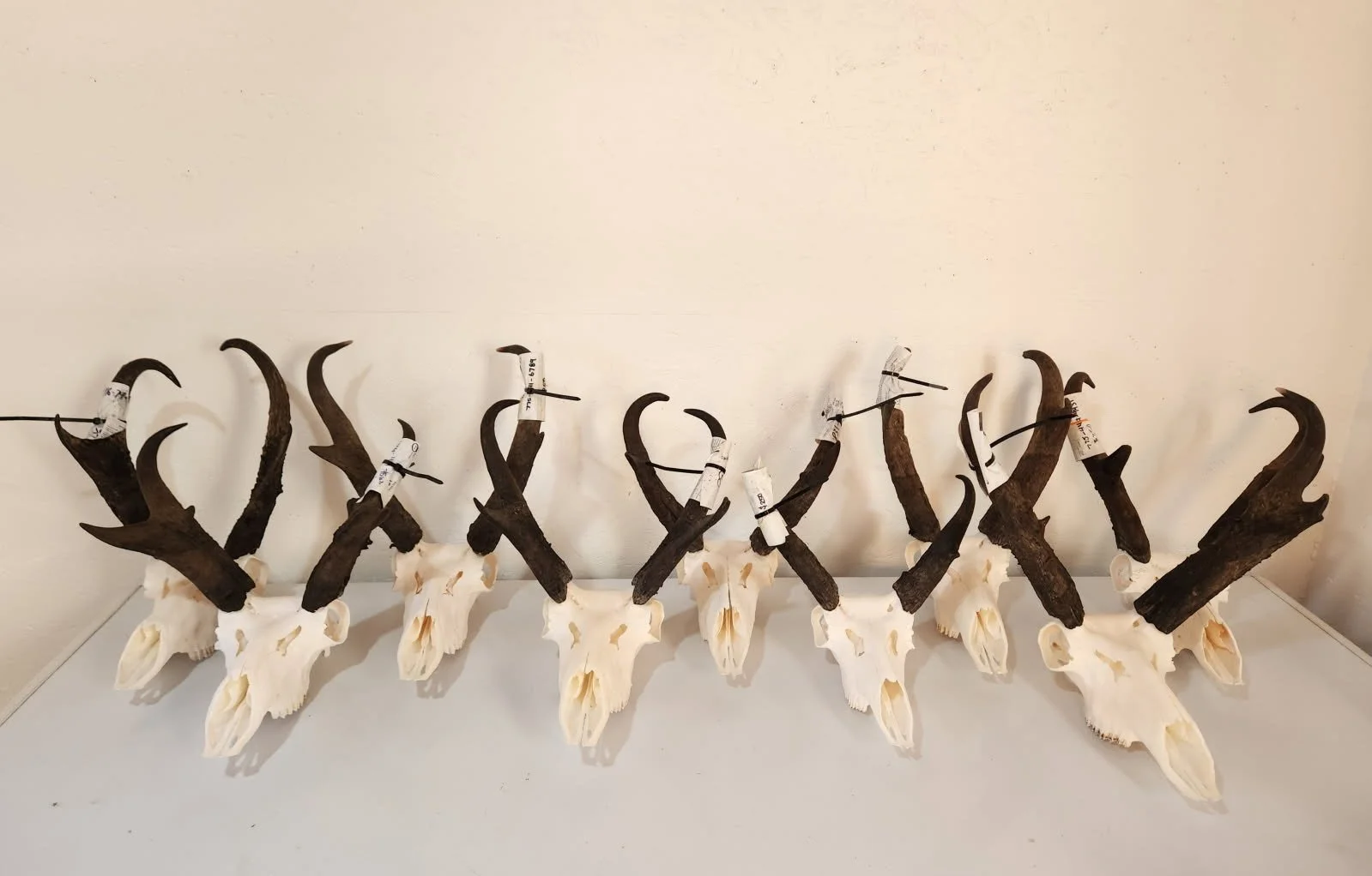 A display of animal skulls with dark antlers mounted on white skulls, arranged in a row against a plain white wall.