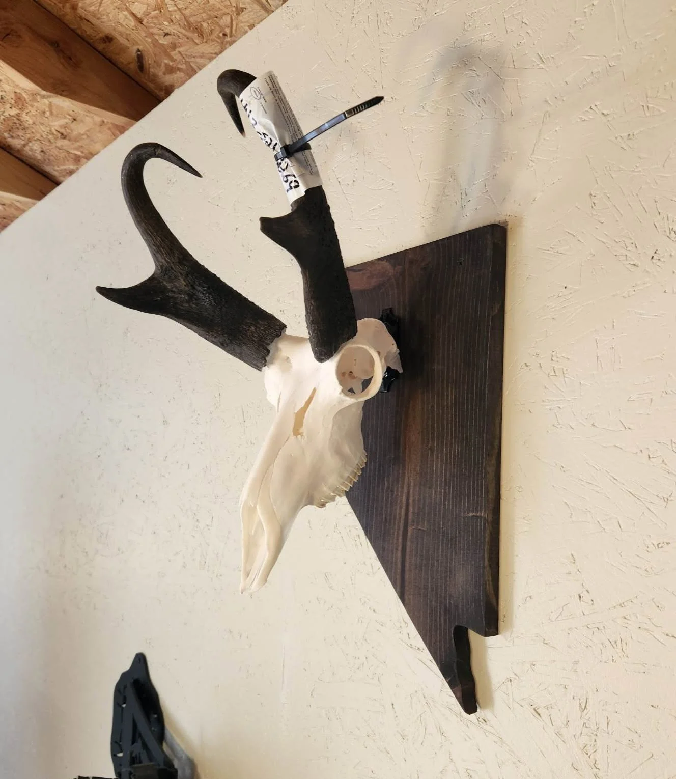 Deer skull with antlers mounted on a wooden plaque on a textured wall.