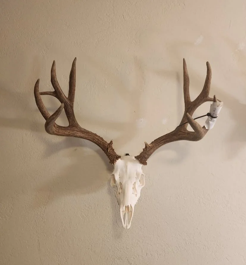 A mounted animal skull with antlers on a beige wall.