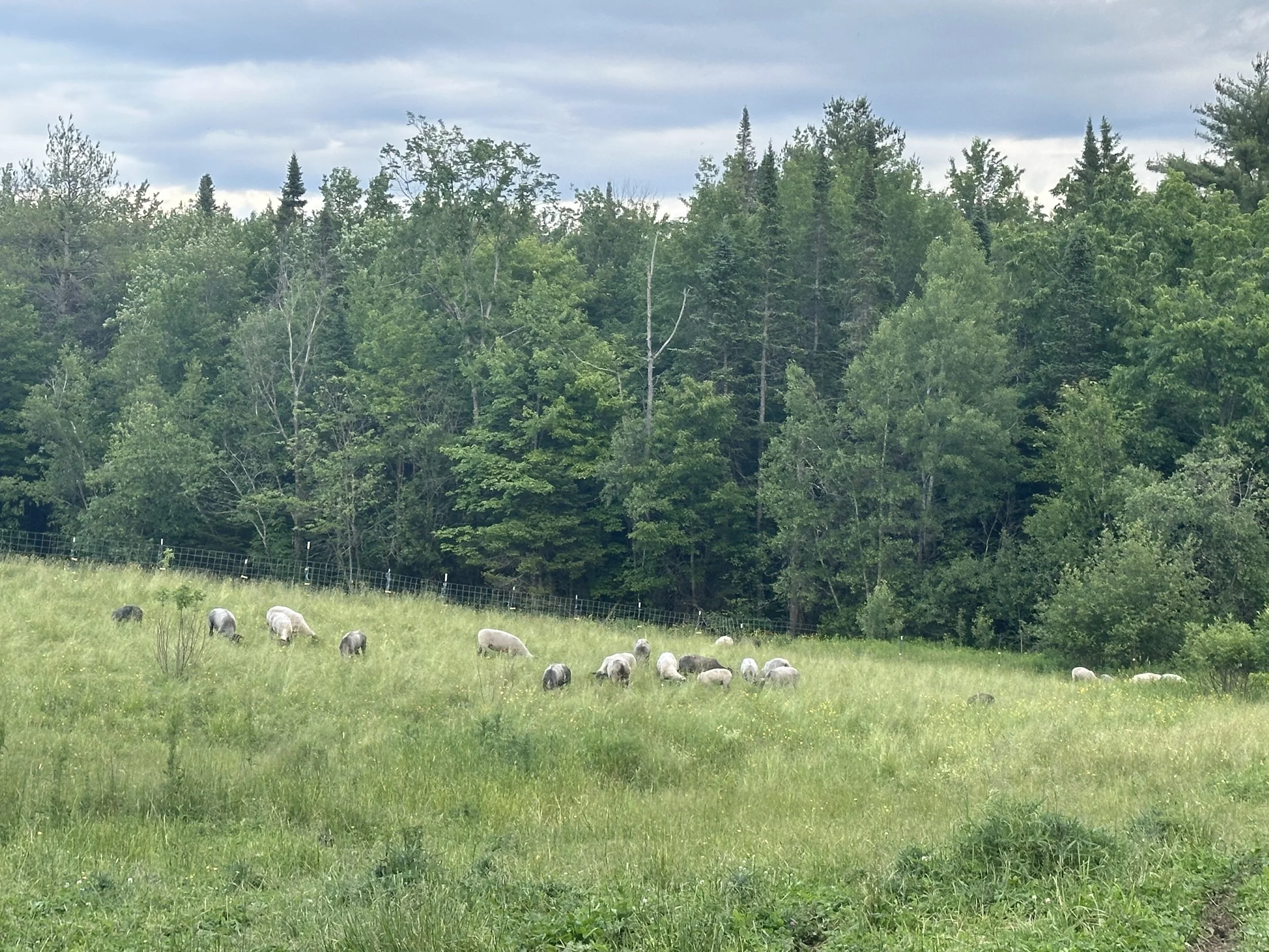 Farm Practices | Sustainable Farming — Quimby Family Farms