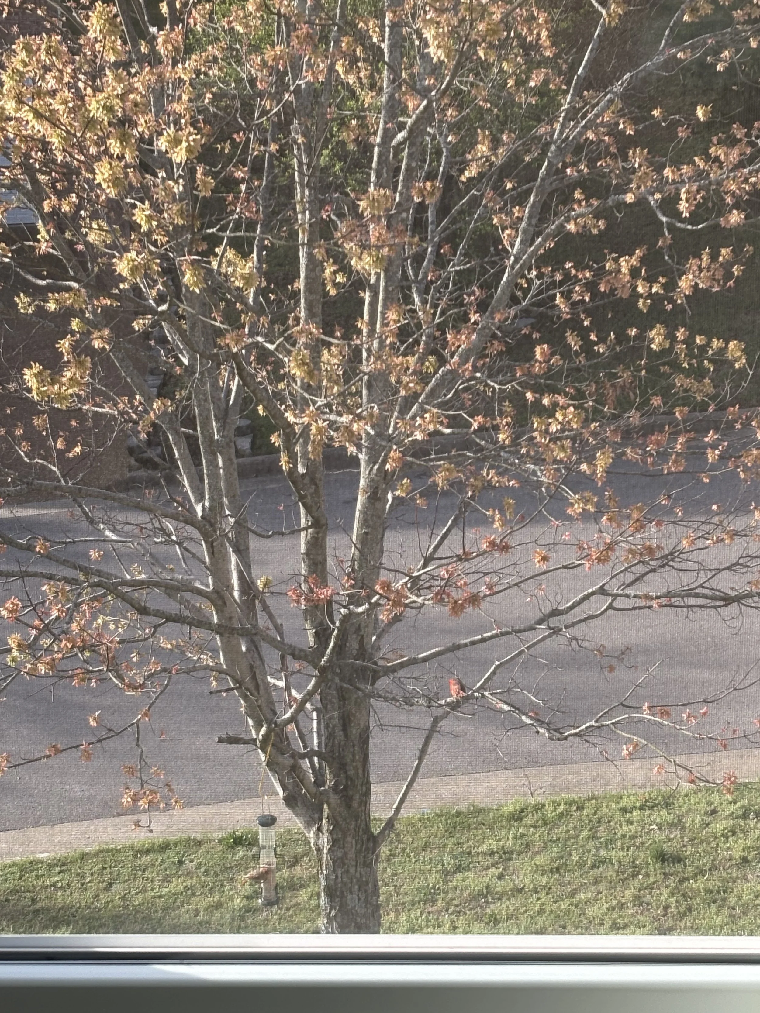 A photo of a tree with buds on it with two birds, one on a bird feeder and one on a branch.