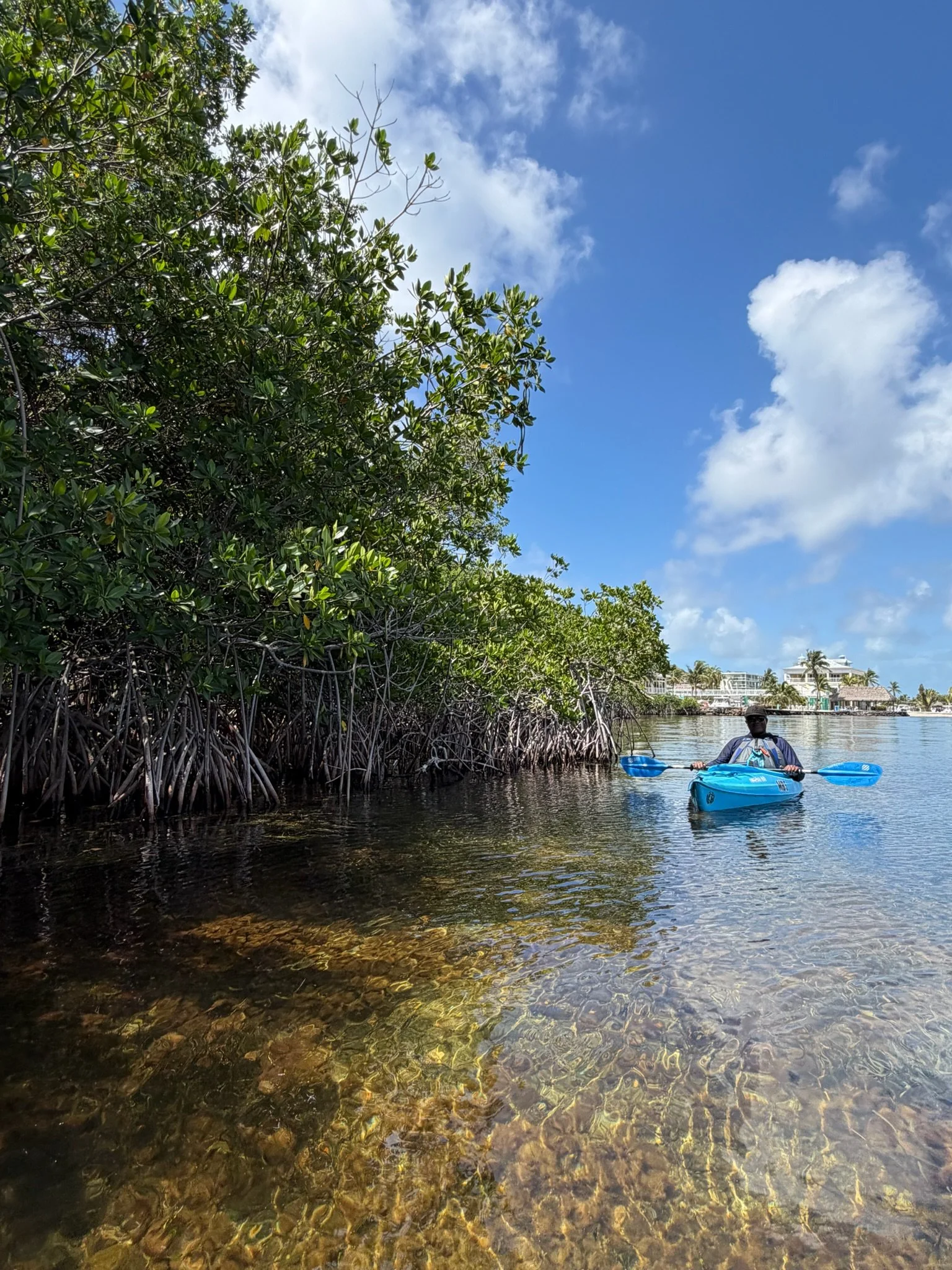 Kayak through the scenic mangroves of Key Largo from Moon Bay and discover the incredible ecosystem of Blackwater Sound, home to birds, fish, manatees, and other Florida Keys wildlife.