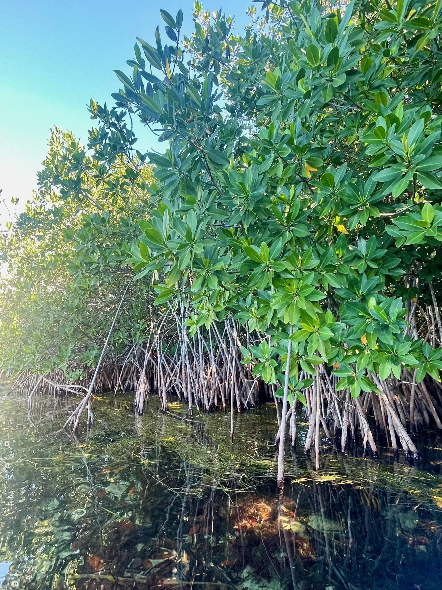 Explore the mangrove waterways of Key Largo by kayak, then return to Sunsets and Turtles at Moon Bay to relax by Blackwater Sound. Complimentary kayaks make it easy to enjoy one of the Florida Keys’ most peaceful outdoor adventures.