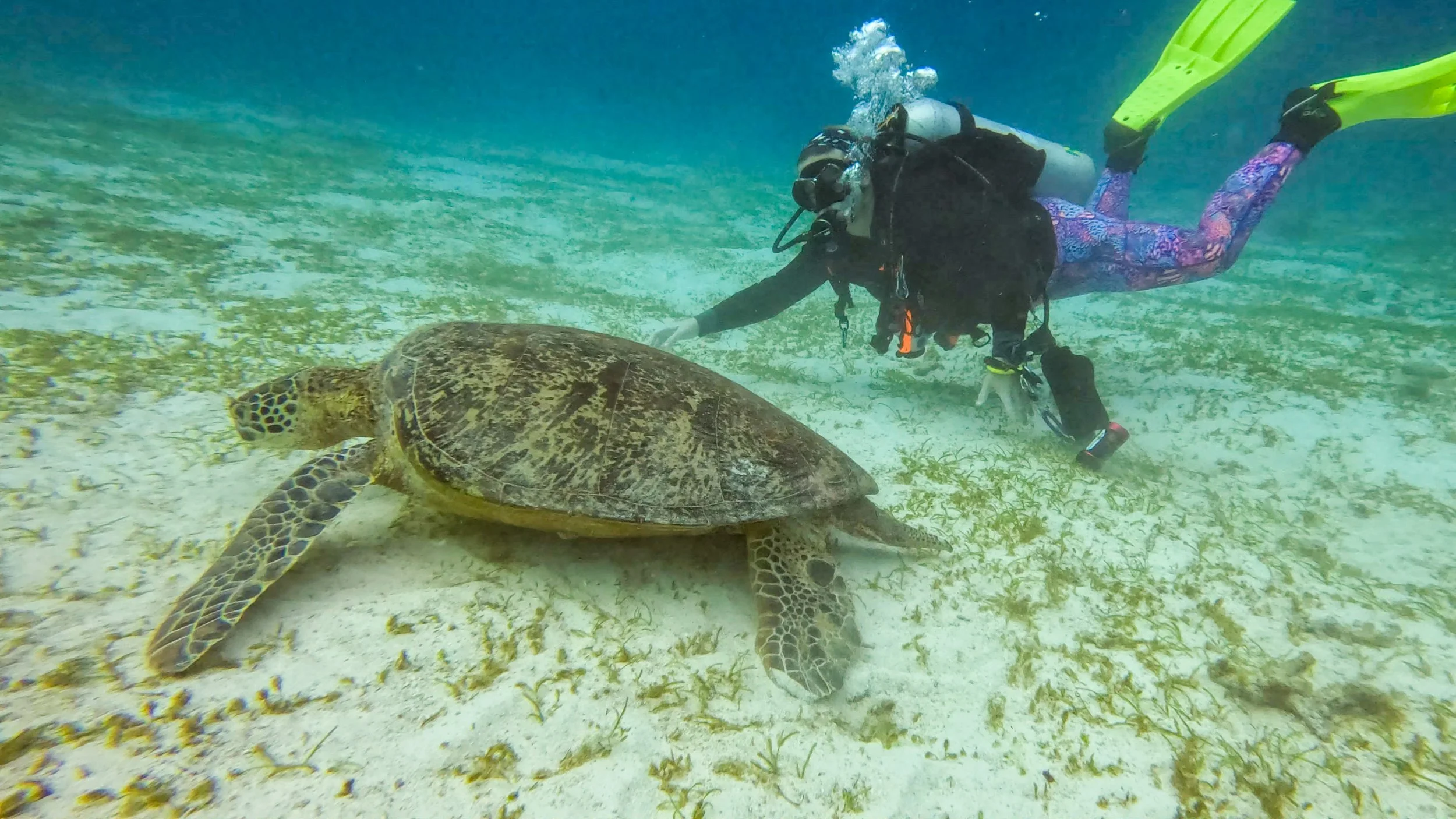 Experience world-class scuba diving in the Philippines, where sea turtles, healthy coral reefs, tropical fish, and warm, crystal-clear waters create unforgettable underwater adventures.