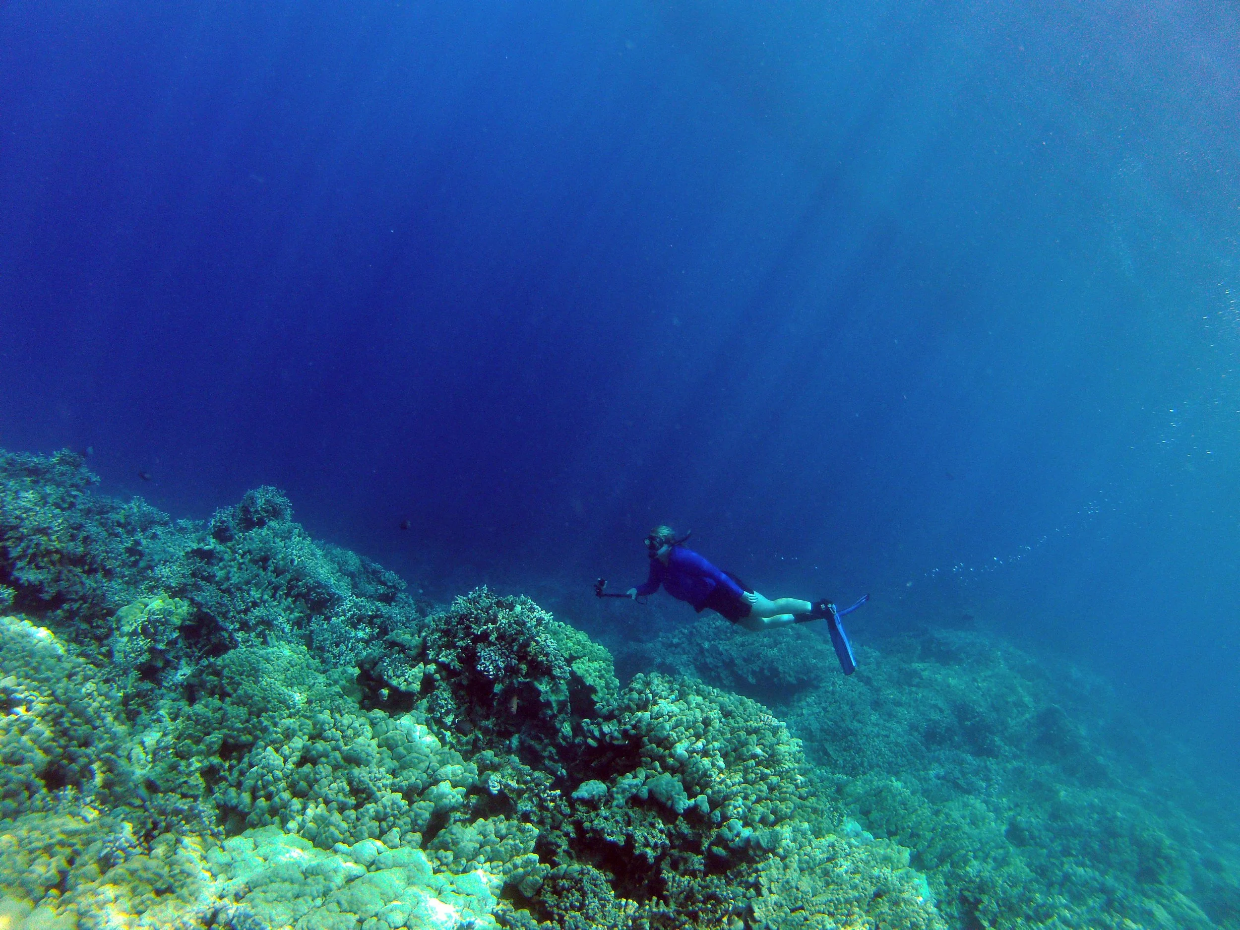 Freediving at Kealakekua Bay near Captain Cook on the Big Island of Hawaii offers crystal-clear water, colorful coral reefs, tropical fish, and some of the best snorkeling and freediving in the Hawaiian Islands.