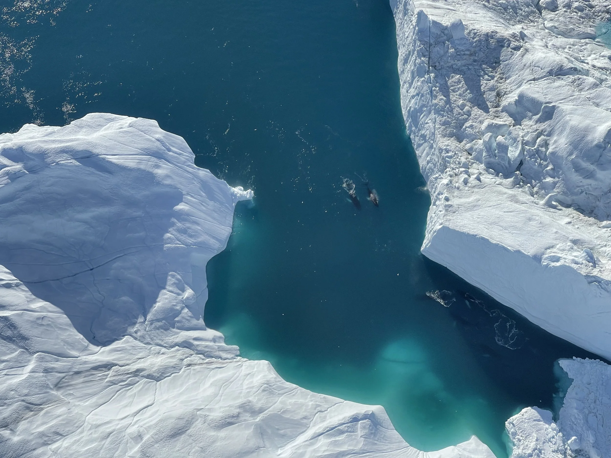 Two humpback whales weaving through towering icebergs in Greenland—a view I'll never forget.