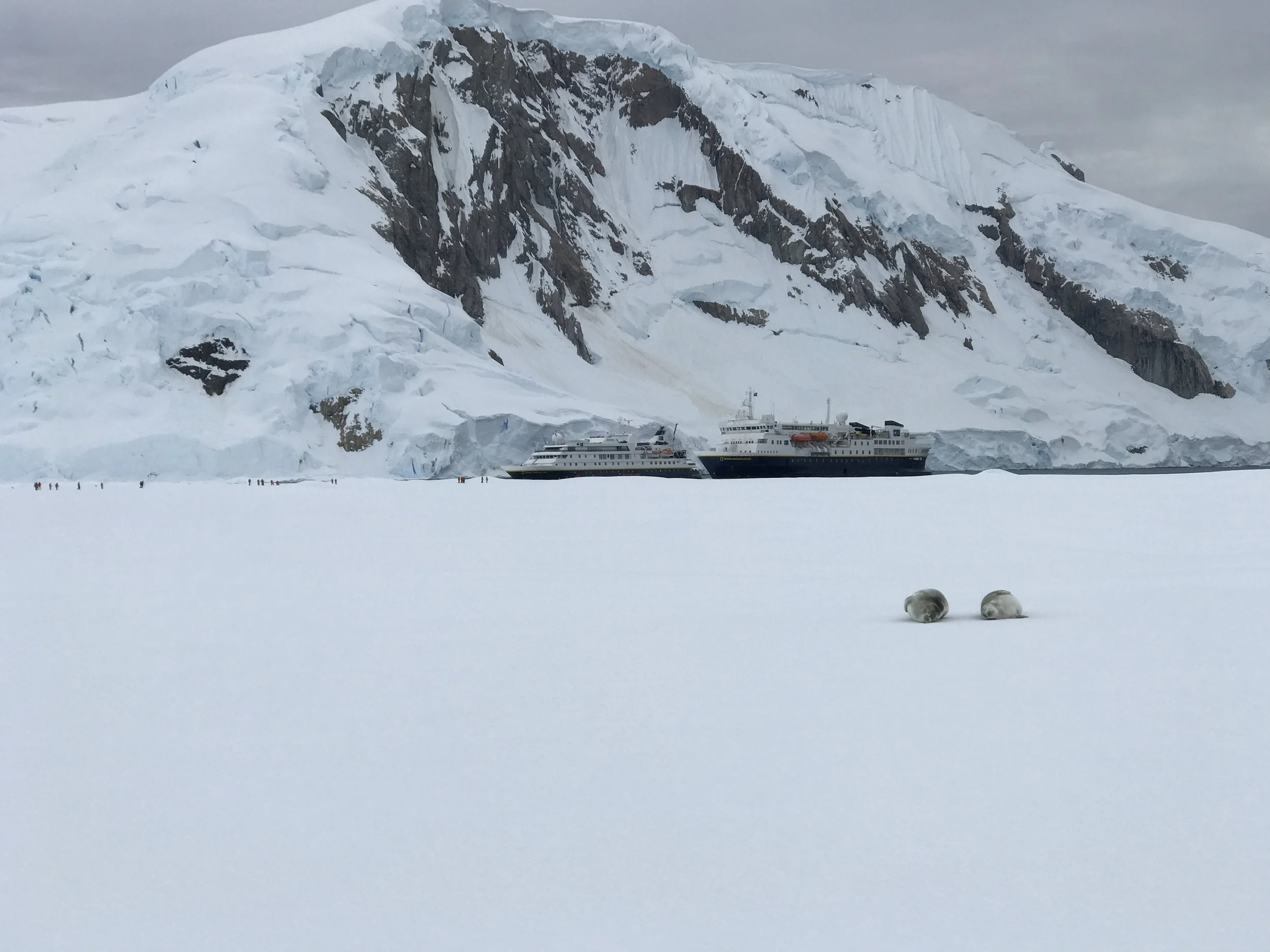 Two expedition ships. Endless ice. Curious seals. 
