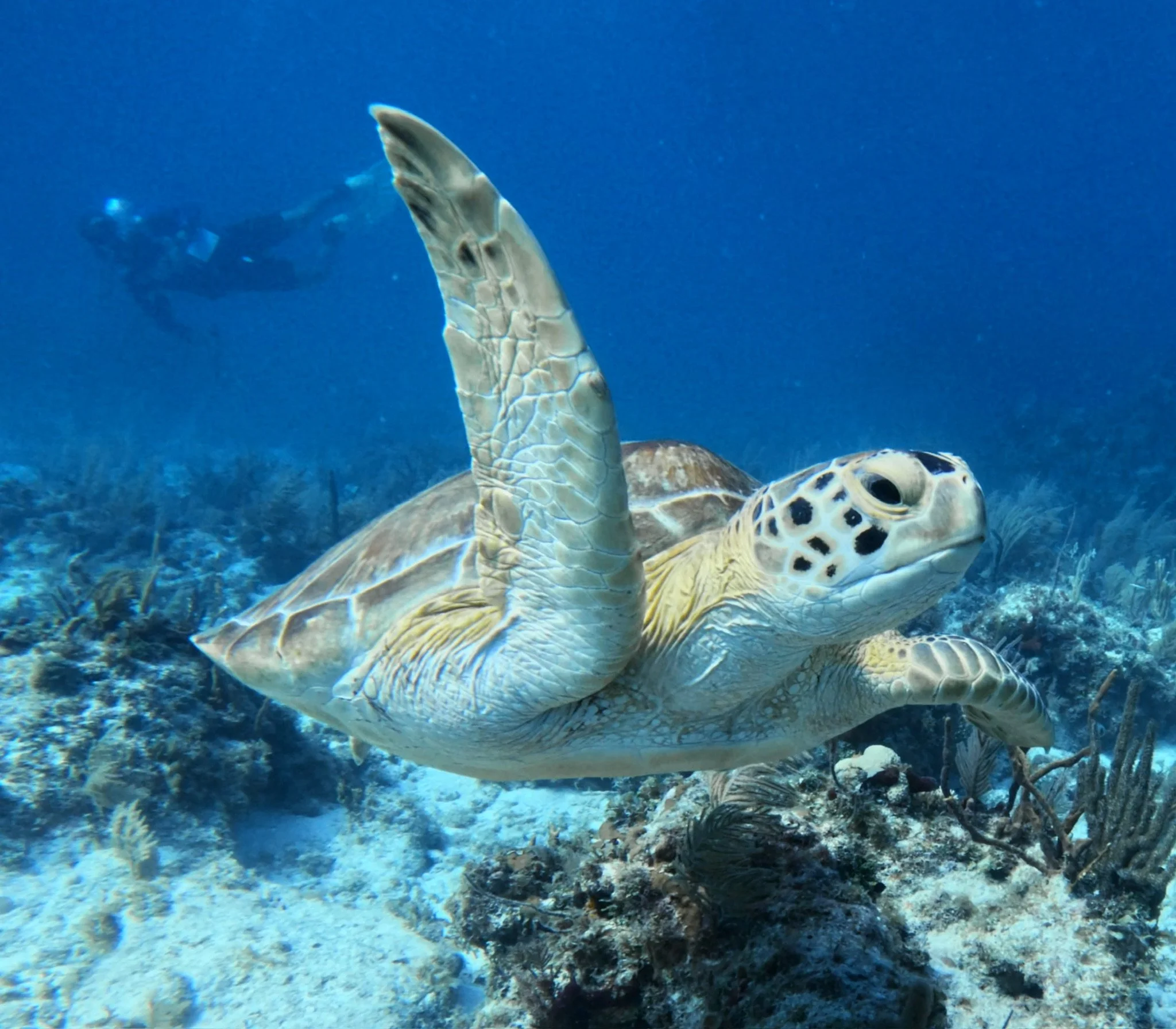 Discover the beauty of Key Largo's underwater world, where sea turtles, vibrant coral reefs, tropical fish, and crystal-clear waters make every snorkeling and scuba diving adventure unforgettable.