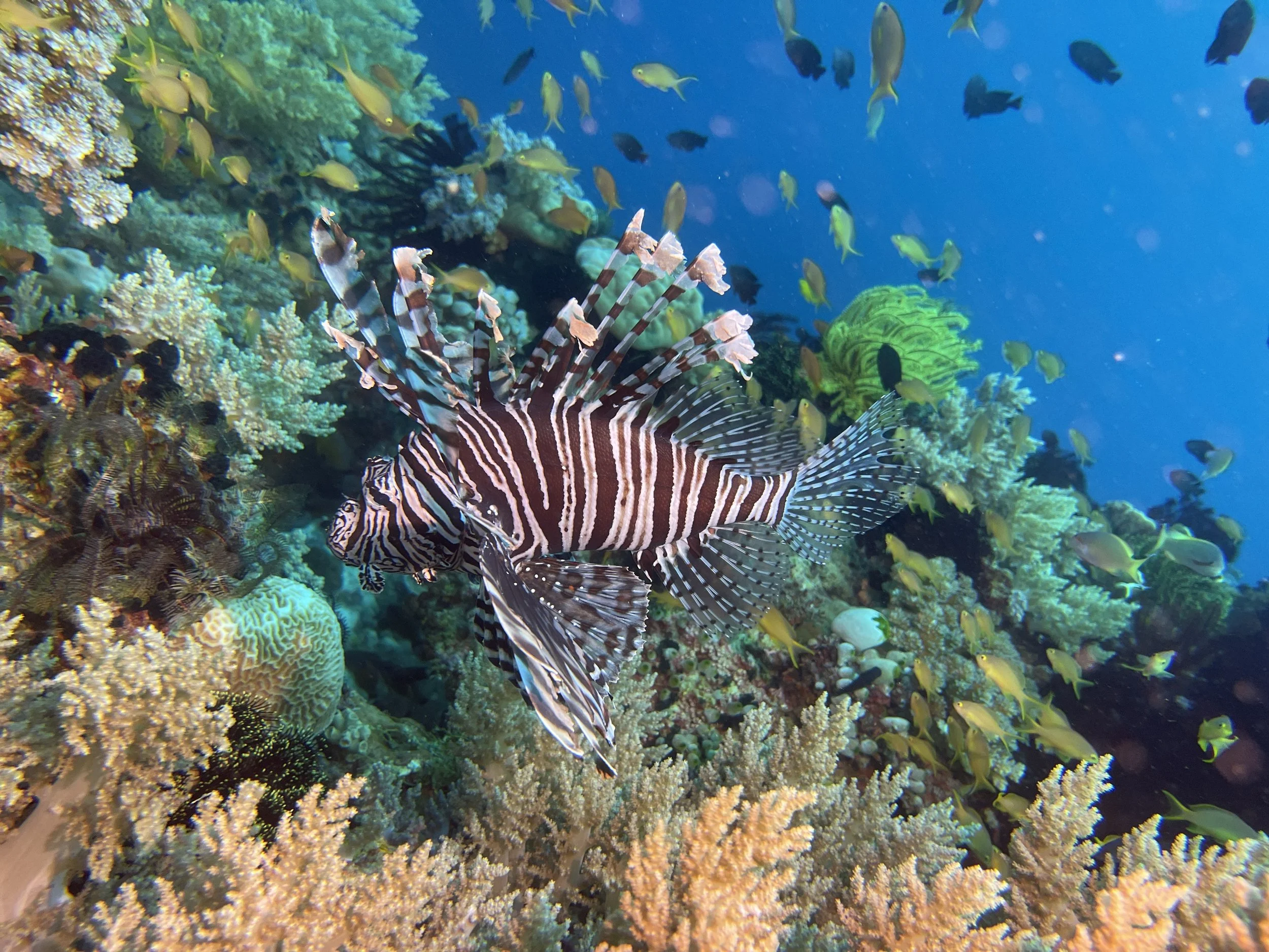 Colorful lionfish swimming over a tropical coral reef during a scuba dive in the Pacific Ocean.