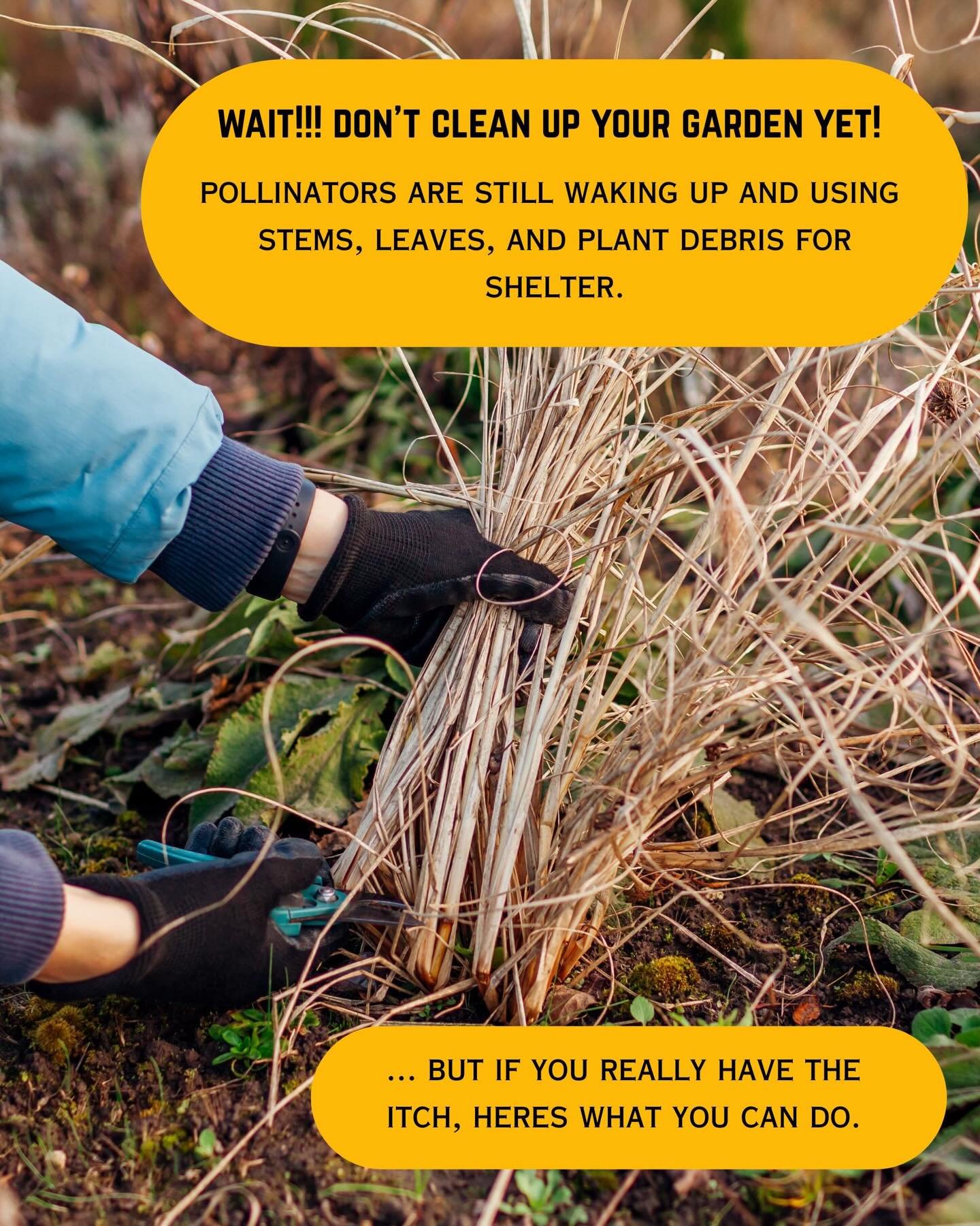 Spring is here, but a lot of our pollinators are still sleeping. 🐝 💤 

A little patience now = a healthier more vibrant garden later. 💐

But if you must tidy up, follow these pollinator-friendly tips to protect the life waking up in your garden. ?