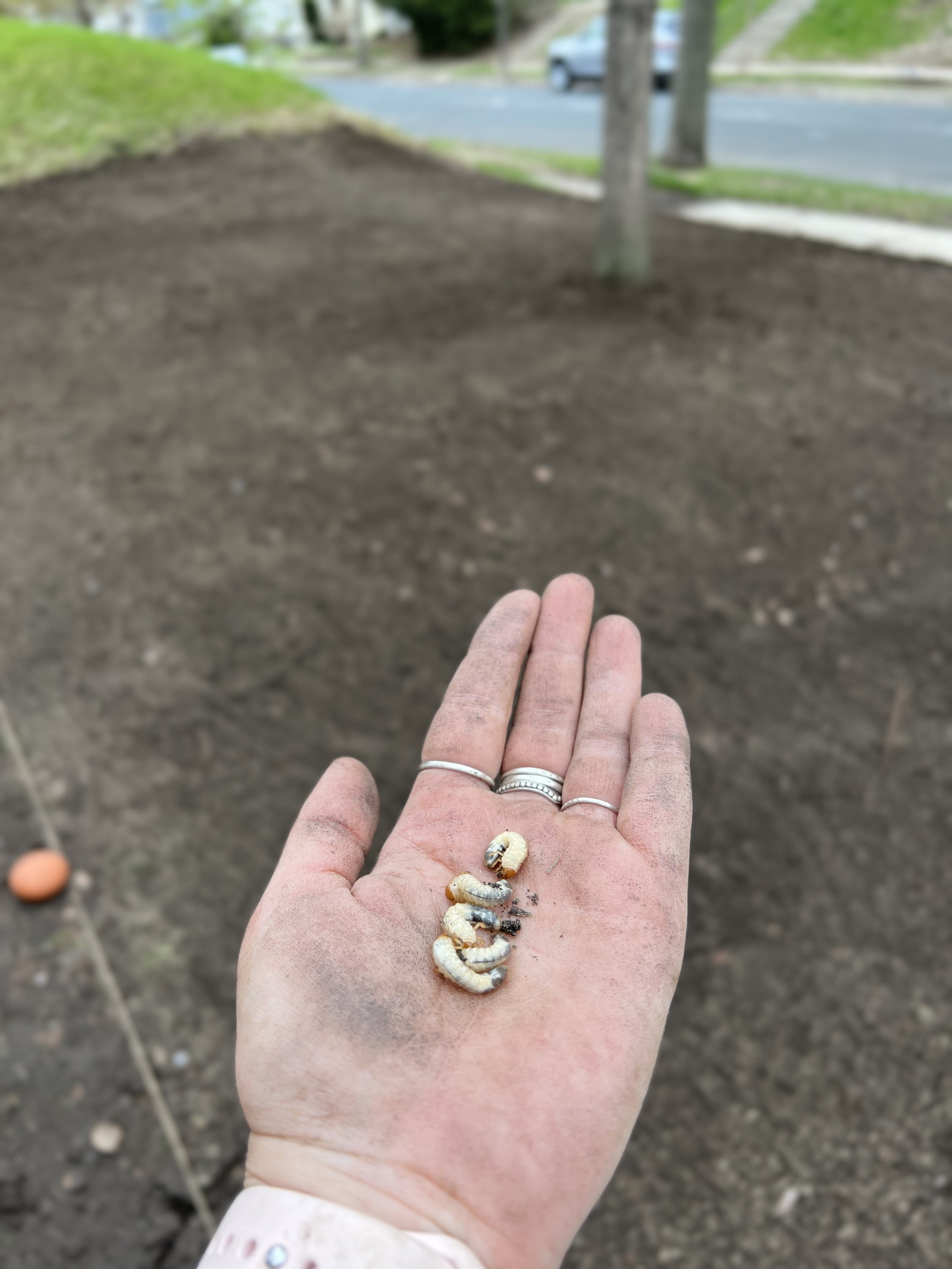 Ya'll Got Grubs… and it shows